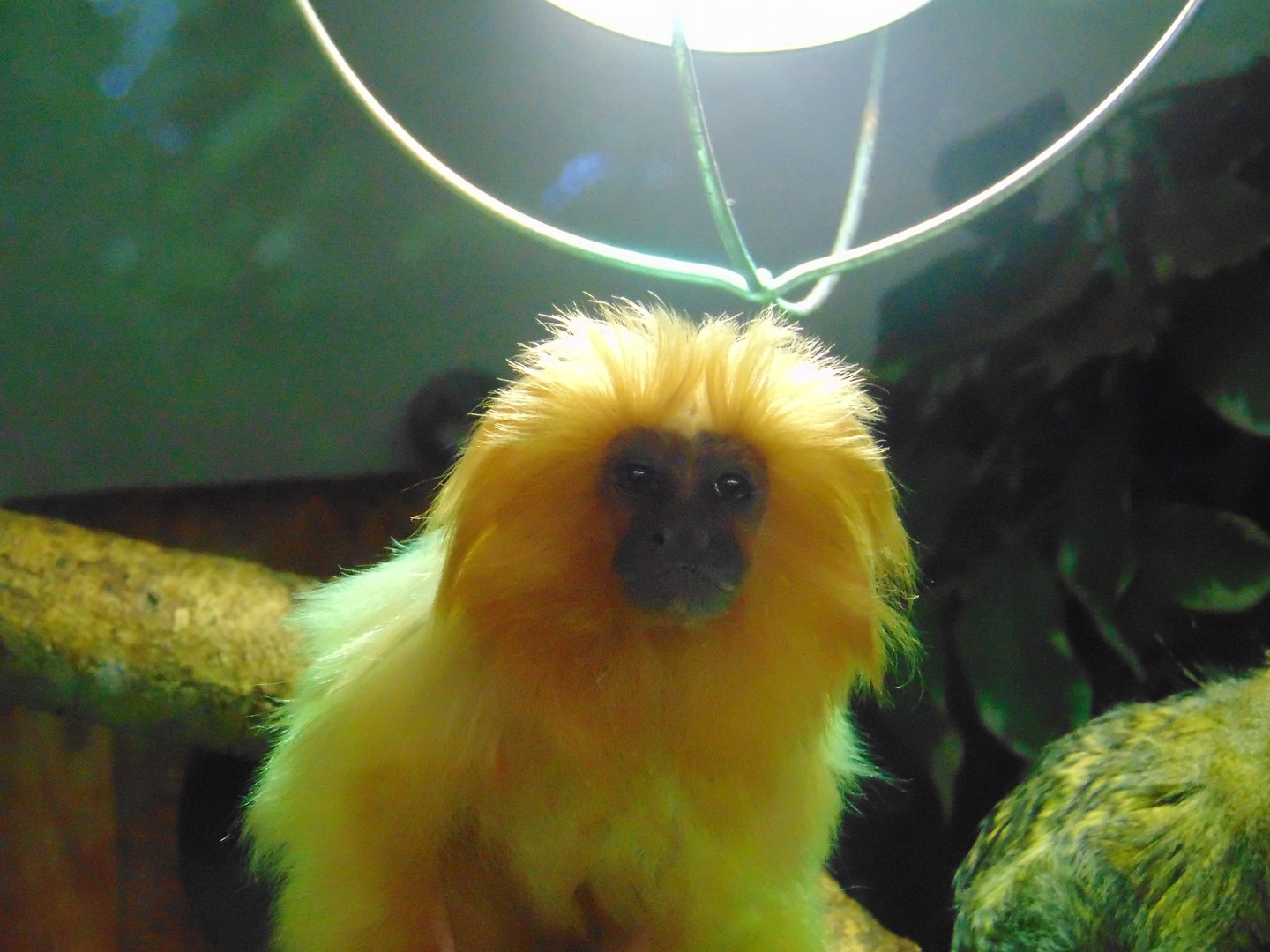 Pygmy Marmoset and Golden Lion Tamarin