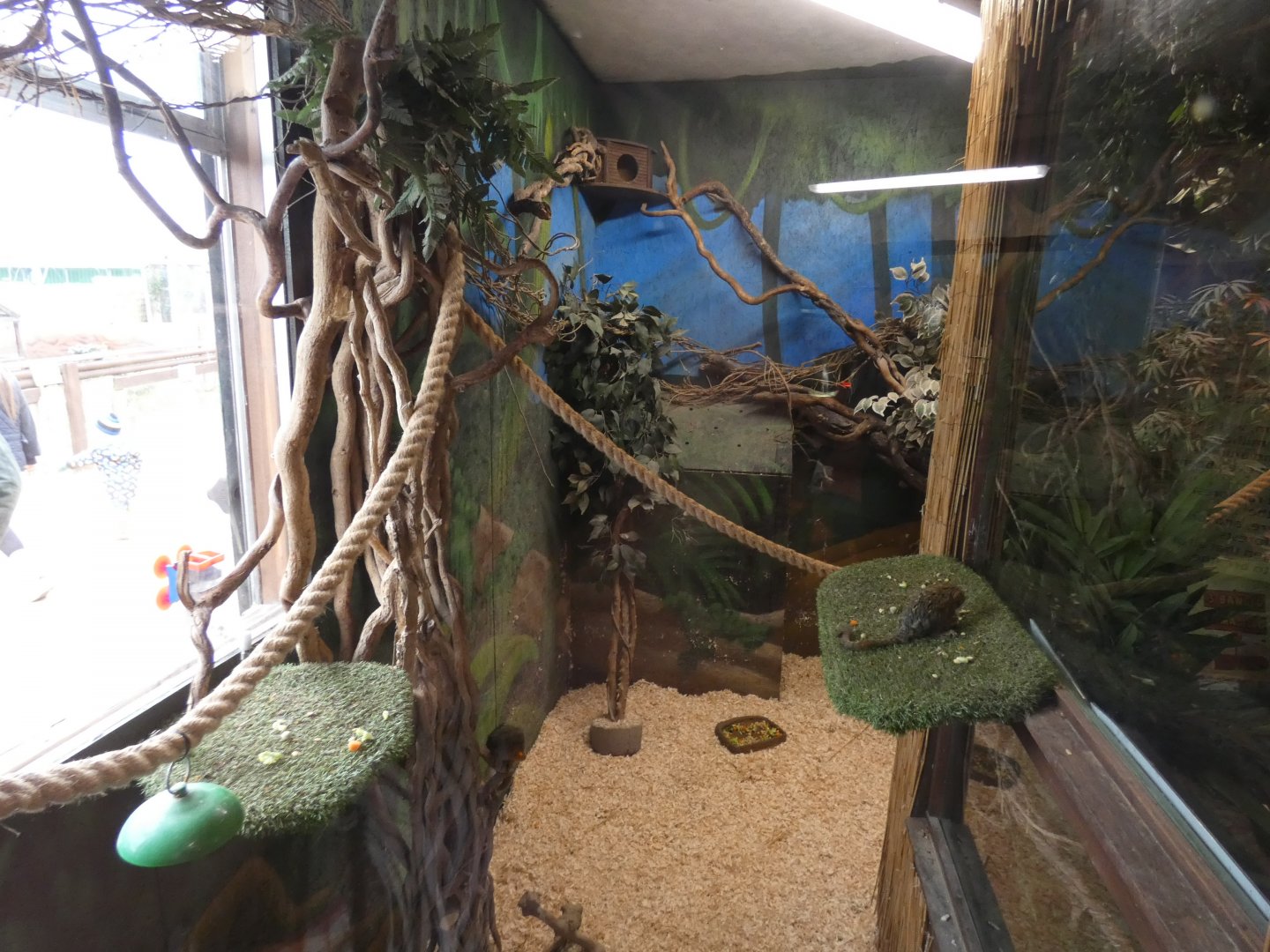 Pygmy Marmoset and Three-banded Armadillo enclosure