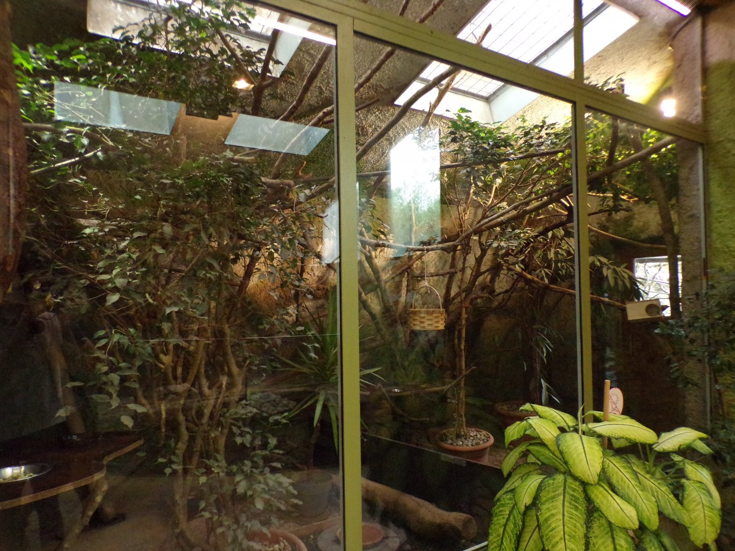 Pygmy marmoset and three-banded armadillo indoors 13.7.25