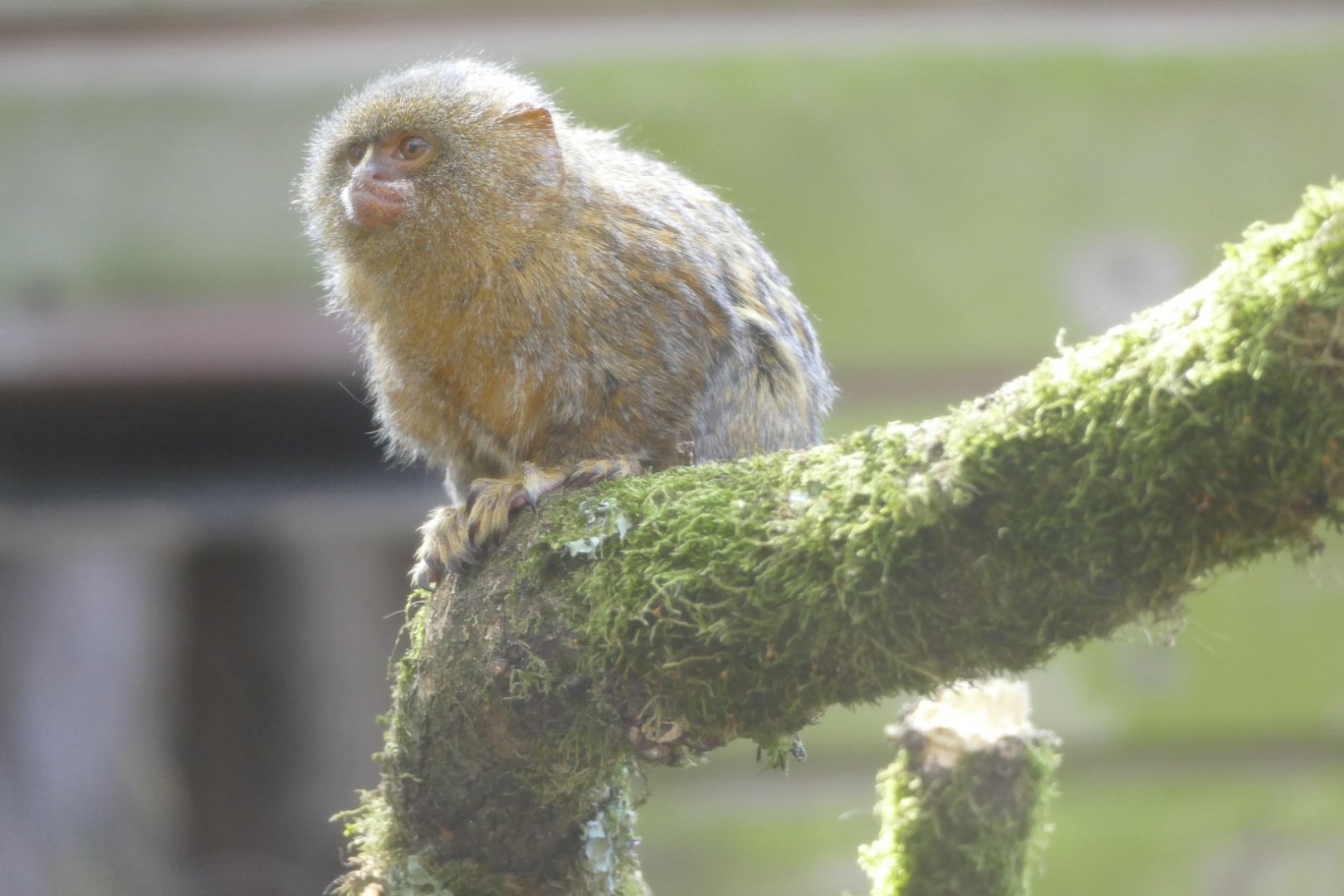 Pygmy marmoset, April 2019