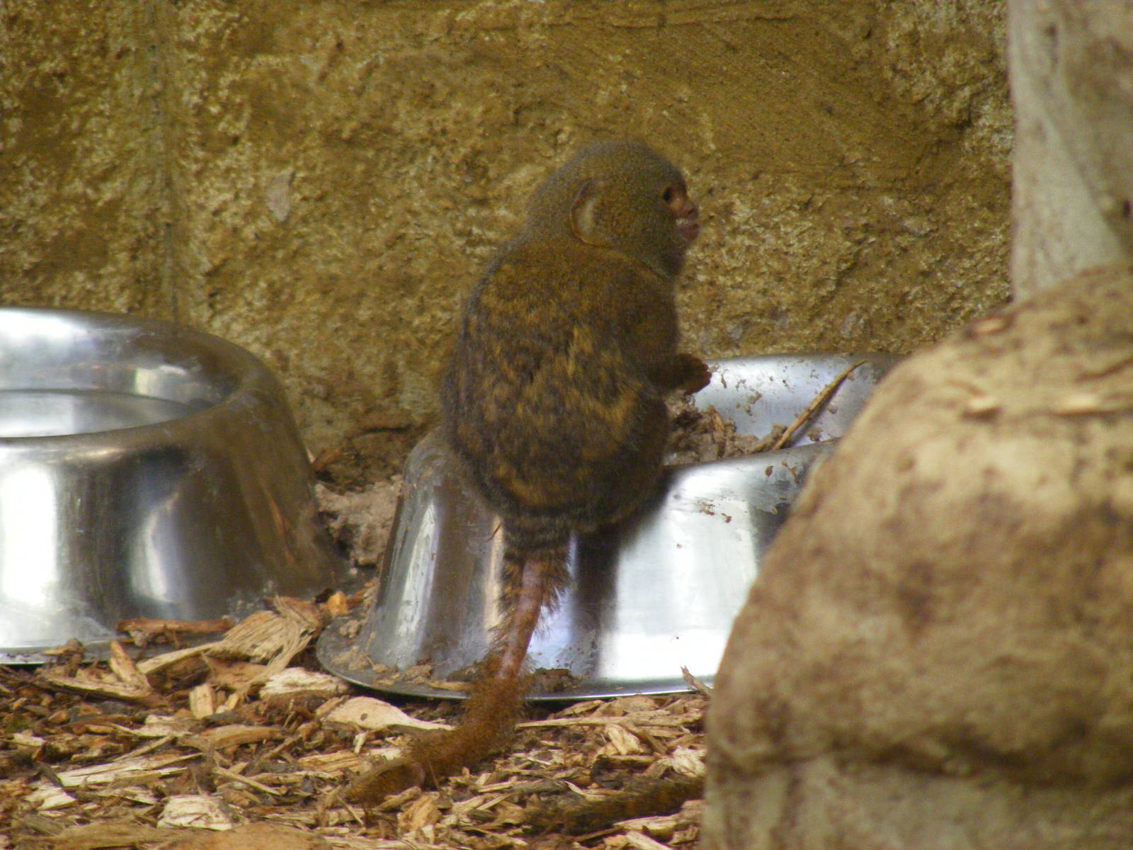 Pygmy marmoset at Amazon World, 5 April 2010