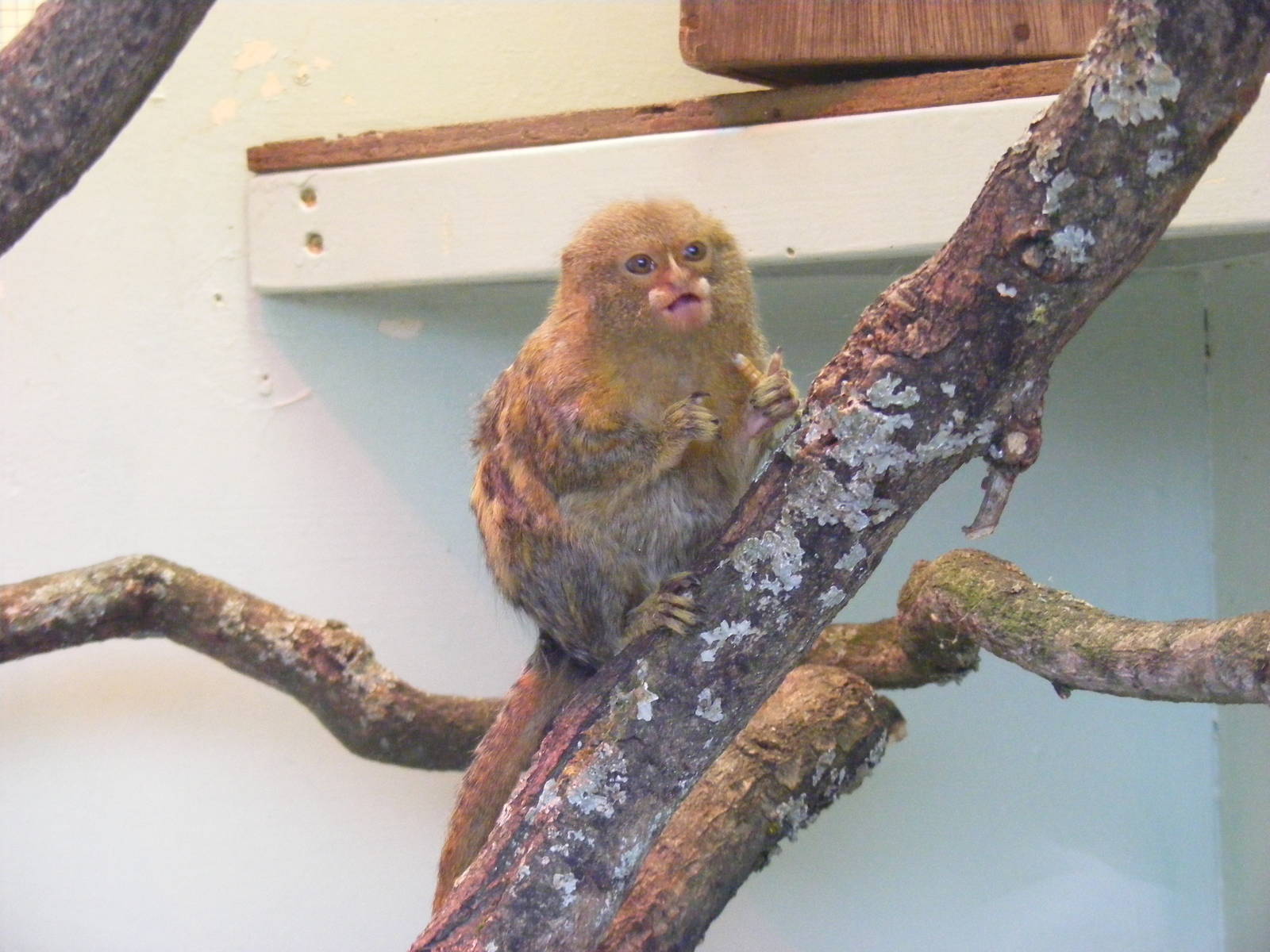 Pygmy marmoset at Cotswold Wildlife Park, 27 November 2010