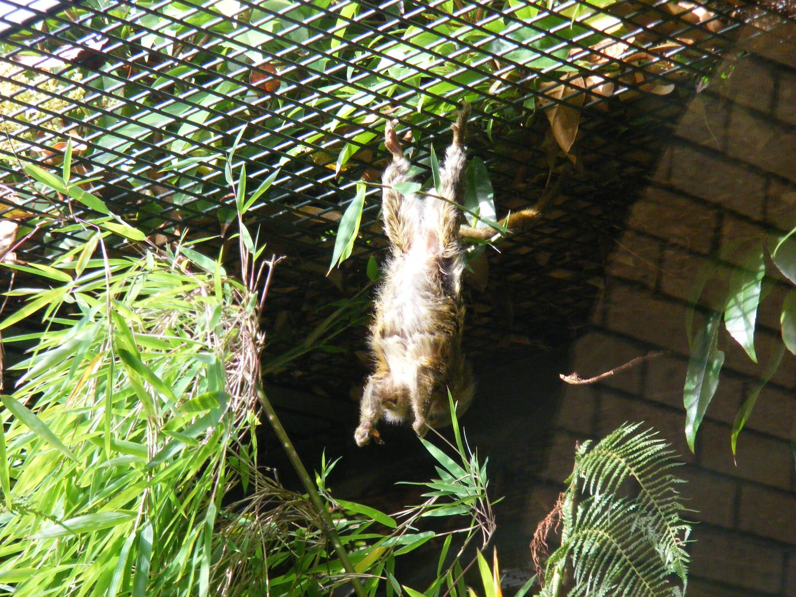 Pygmy marmoset at Edinburgh Zoo, 2 October 2010