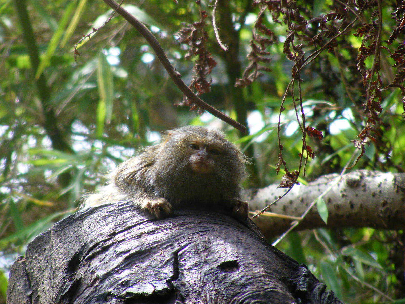 Pygmy marmoset at Edinburgh Zoo, 21 May 2010