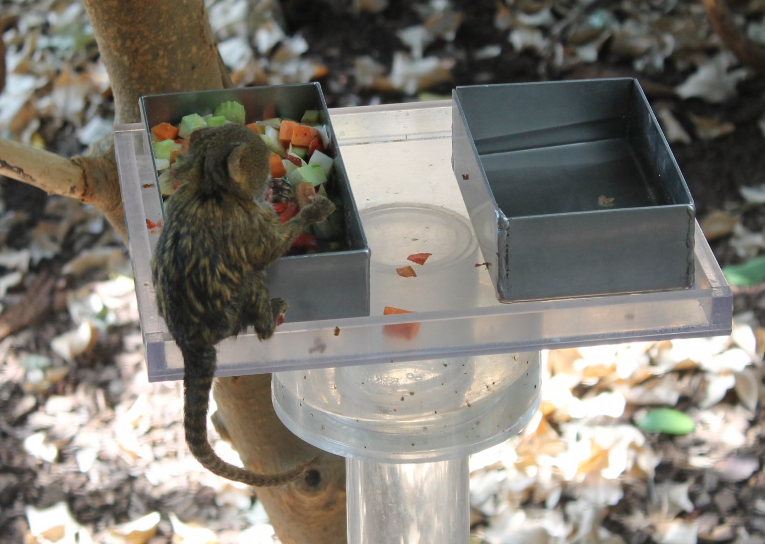 Pygmy marmoset at feeding-table