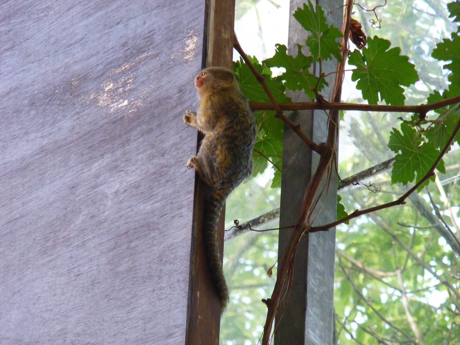 Pygmy marmoset at Lakeland Wildlife Oasis, 14 June 2011