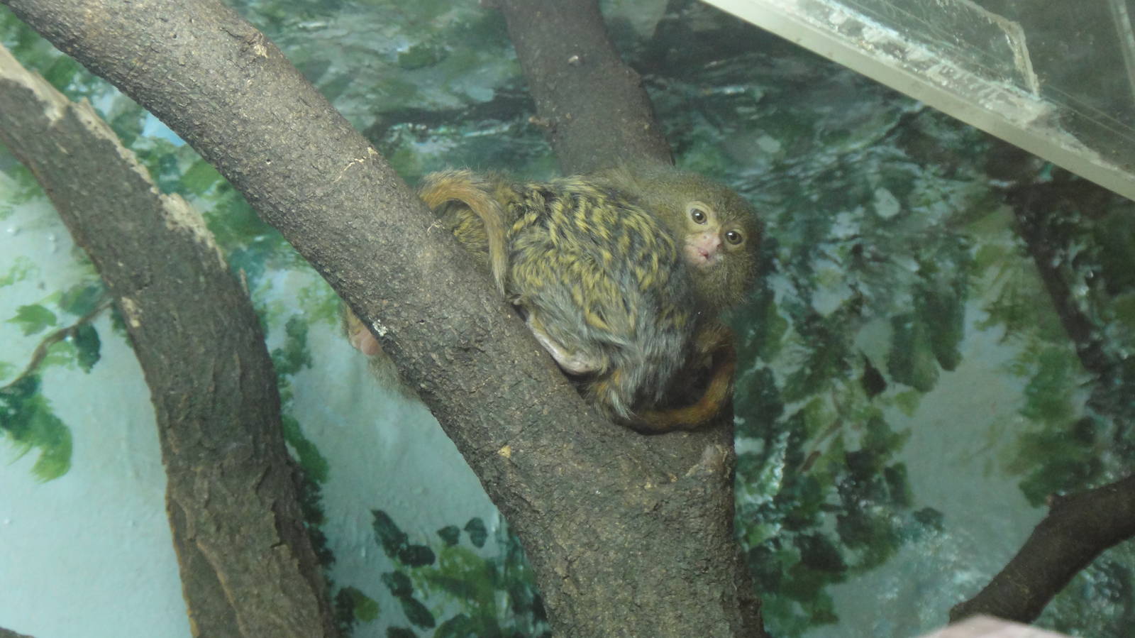 Pygmy marmoset at Philadelphia zoo 2015-03-08