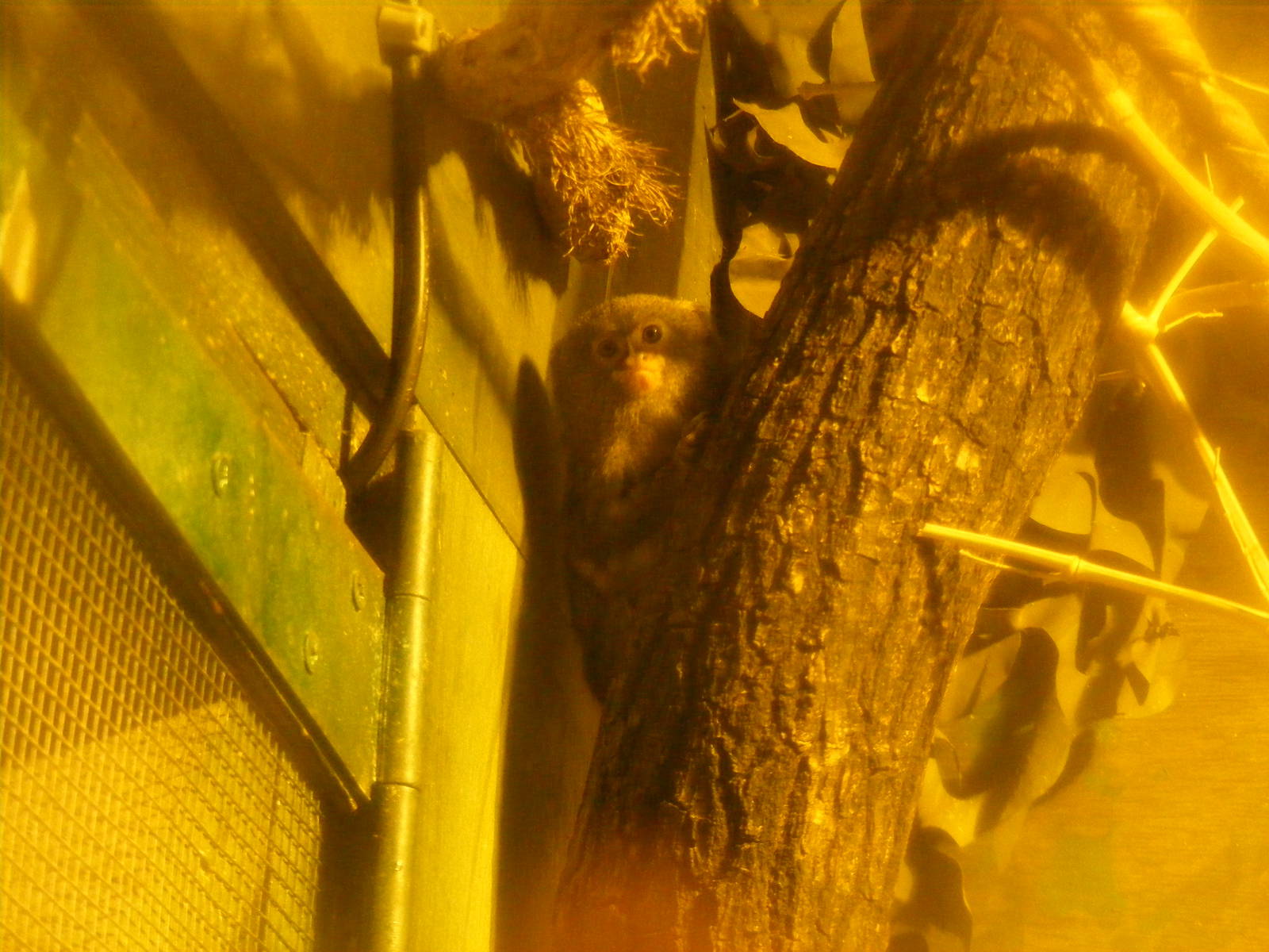 Pygmy marmoset at Port Lympne Wild Animal Park, 13 February 2011