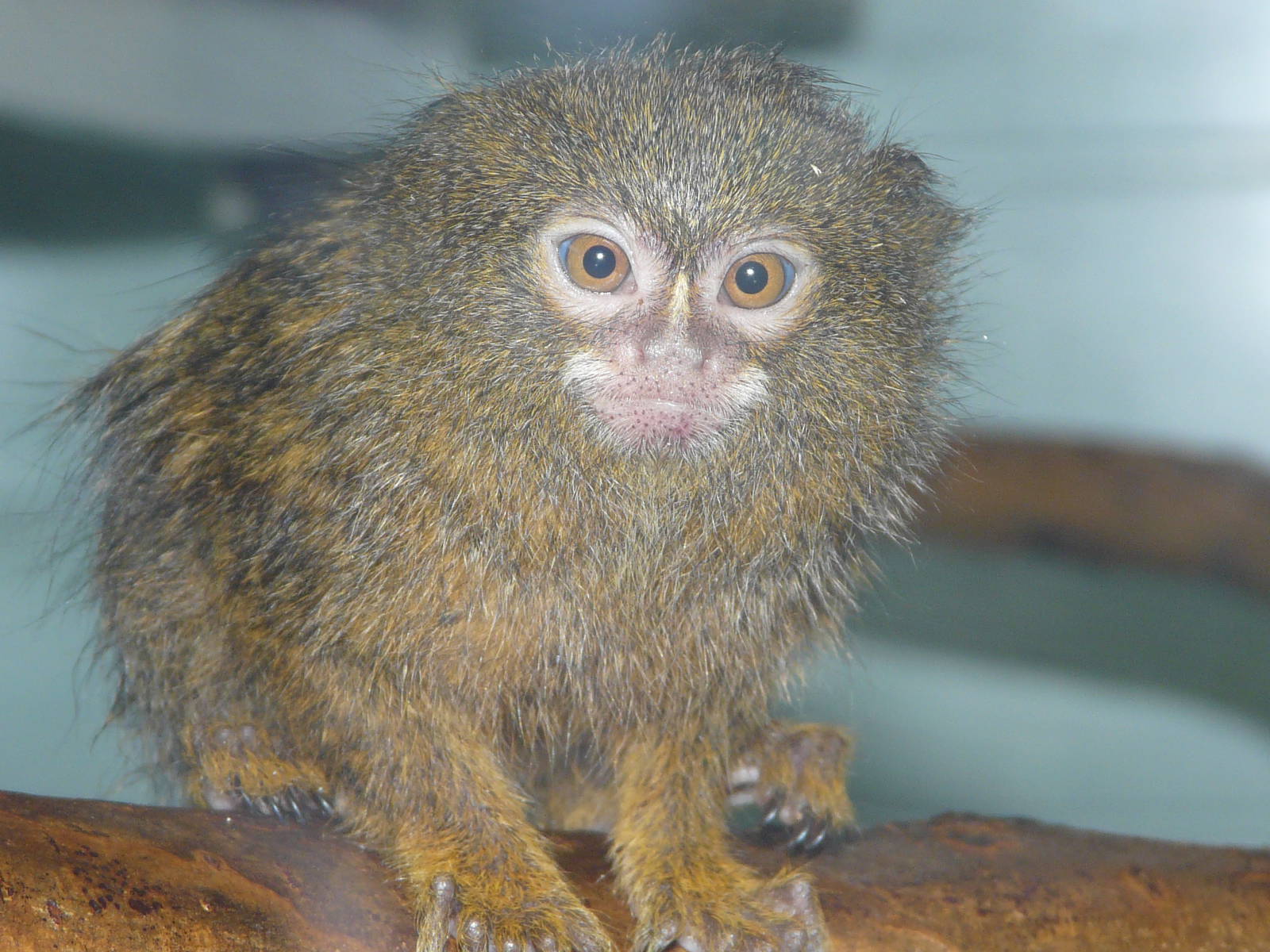 Pygmy Marmoset at Twycross Zoo