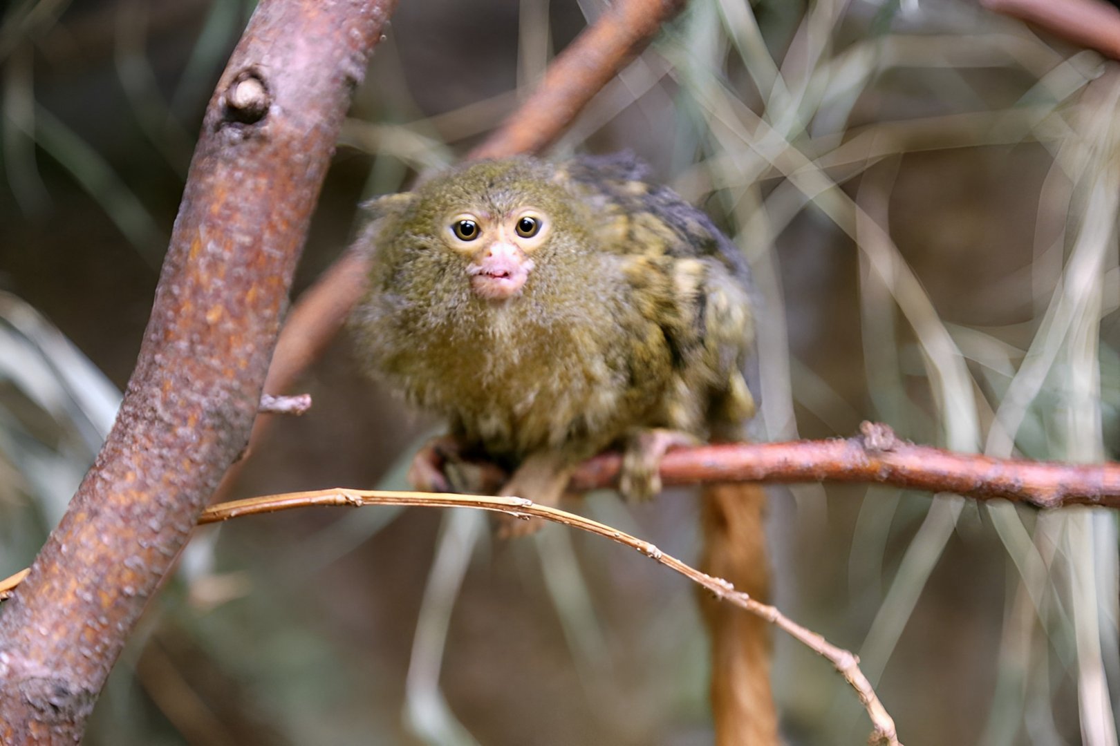 Pygmy Marmoset, August 2015