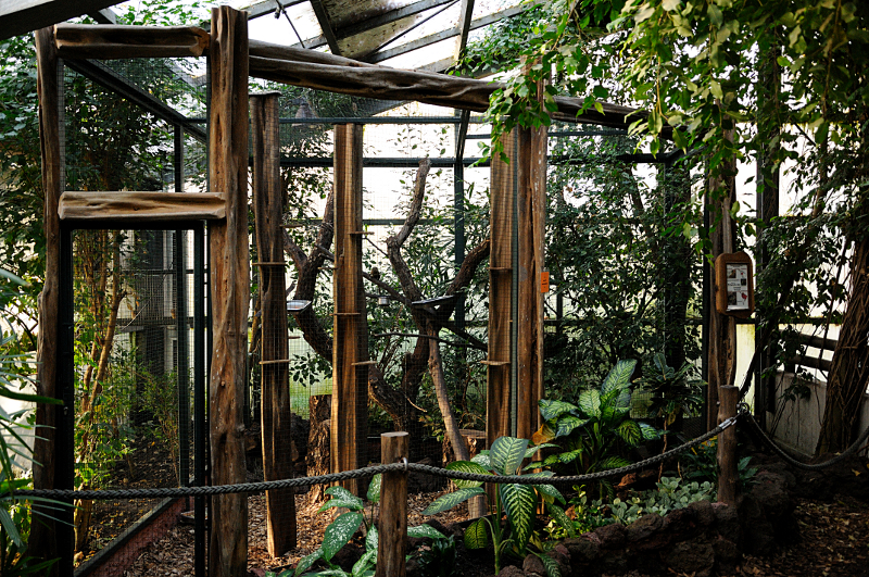 Pygmy marmoset aviary inside Amazon house at Dortmund