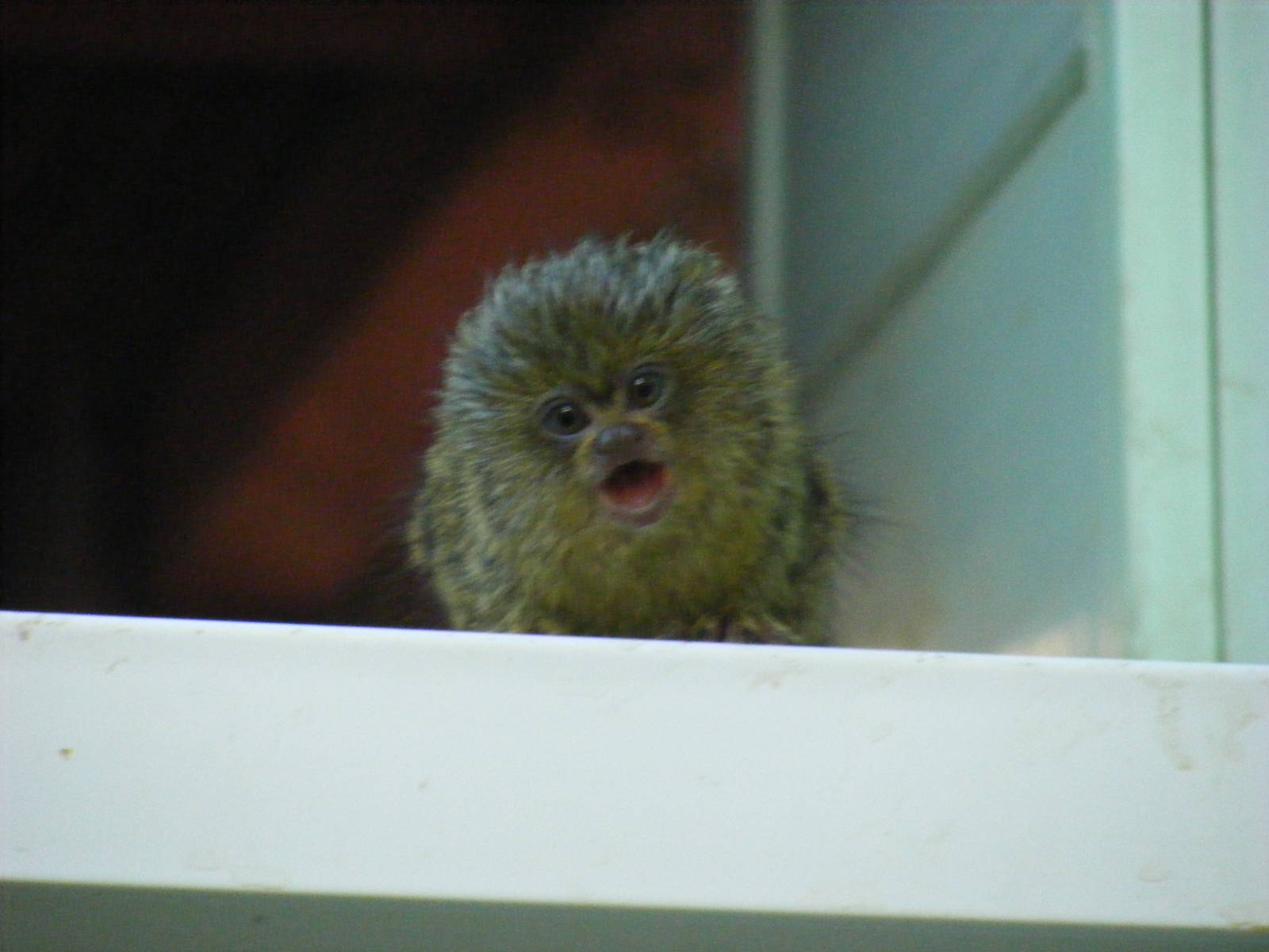 Pygmy marmoset baby at Twycross Zoo, 25 September 2009