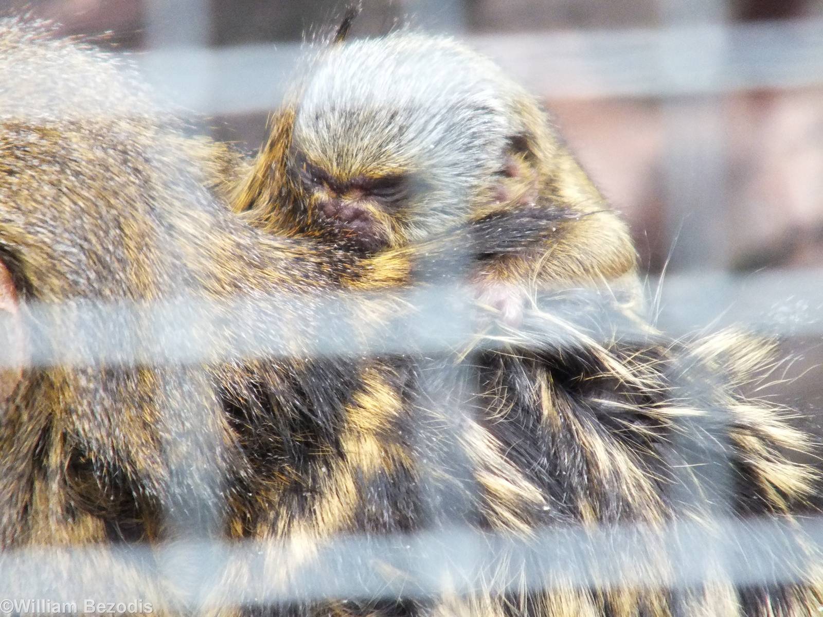 Pygmy Marmoset Baby