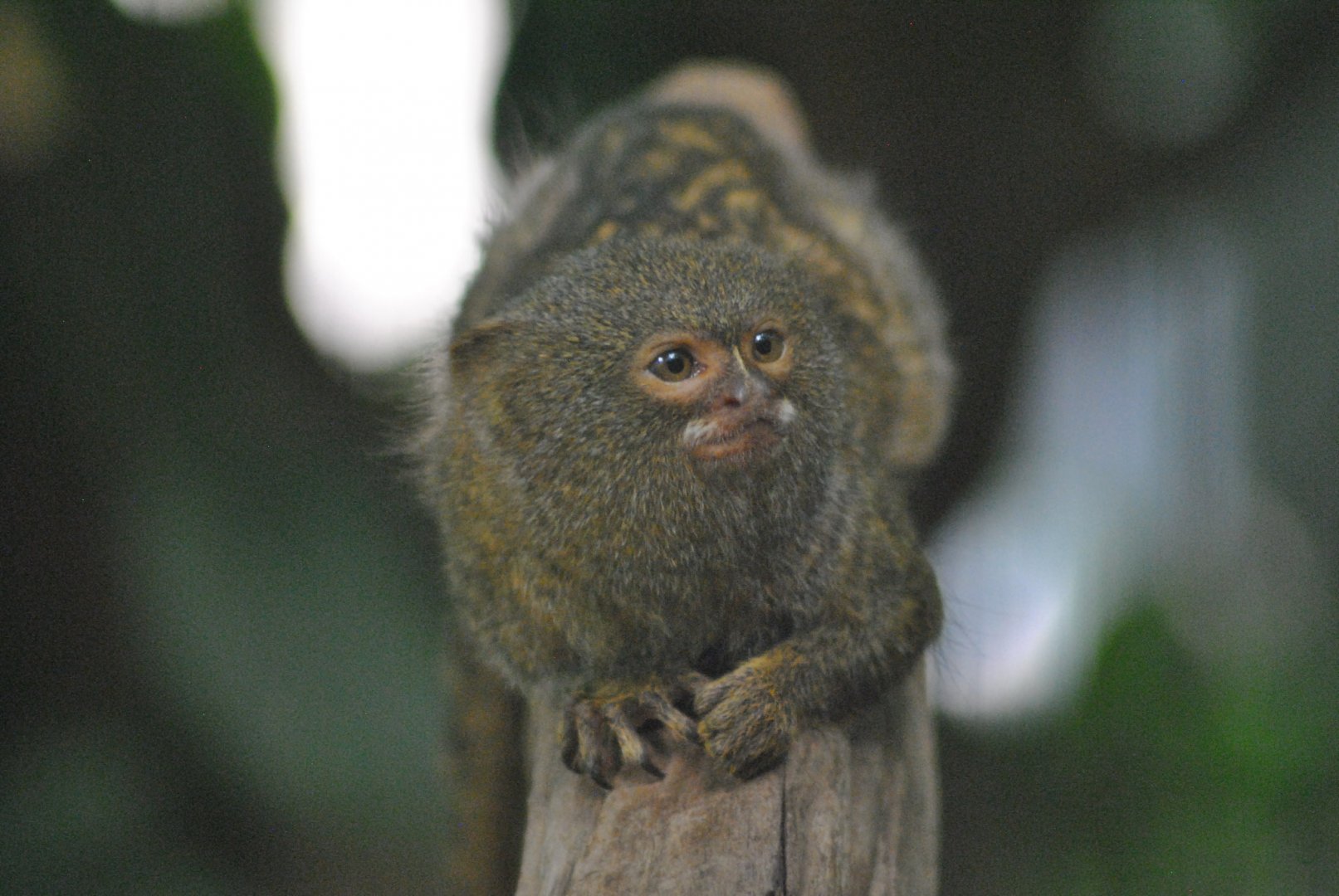 Pygmy marmoset (Callicebus pygmeae)