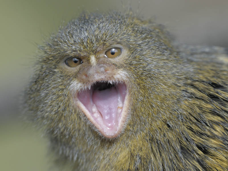 Pygmy marmoset calling