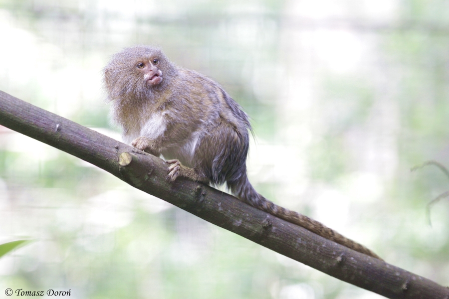 Pygmy Marmoset (Callithrix pygmaea niveiventris)