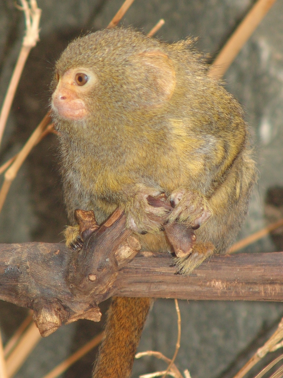 Pygmy Marmoset (Callithrix pygmaea)