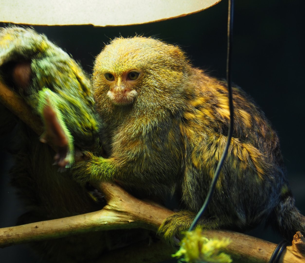 Pygmy marmoset (Cebuella pygmaea), 2019-08-04
