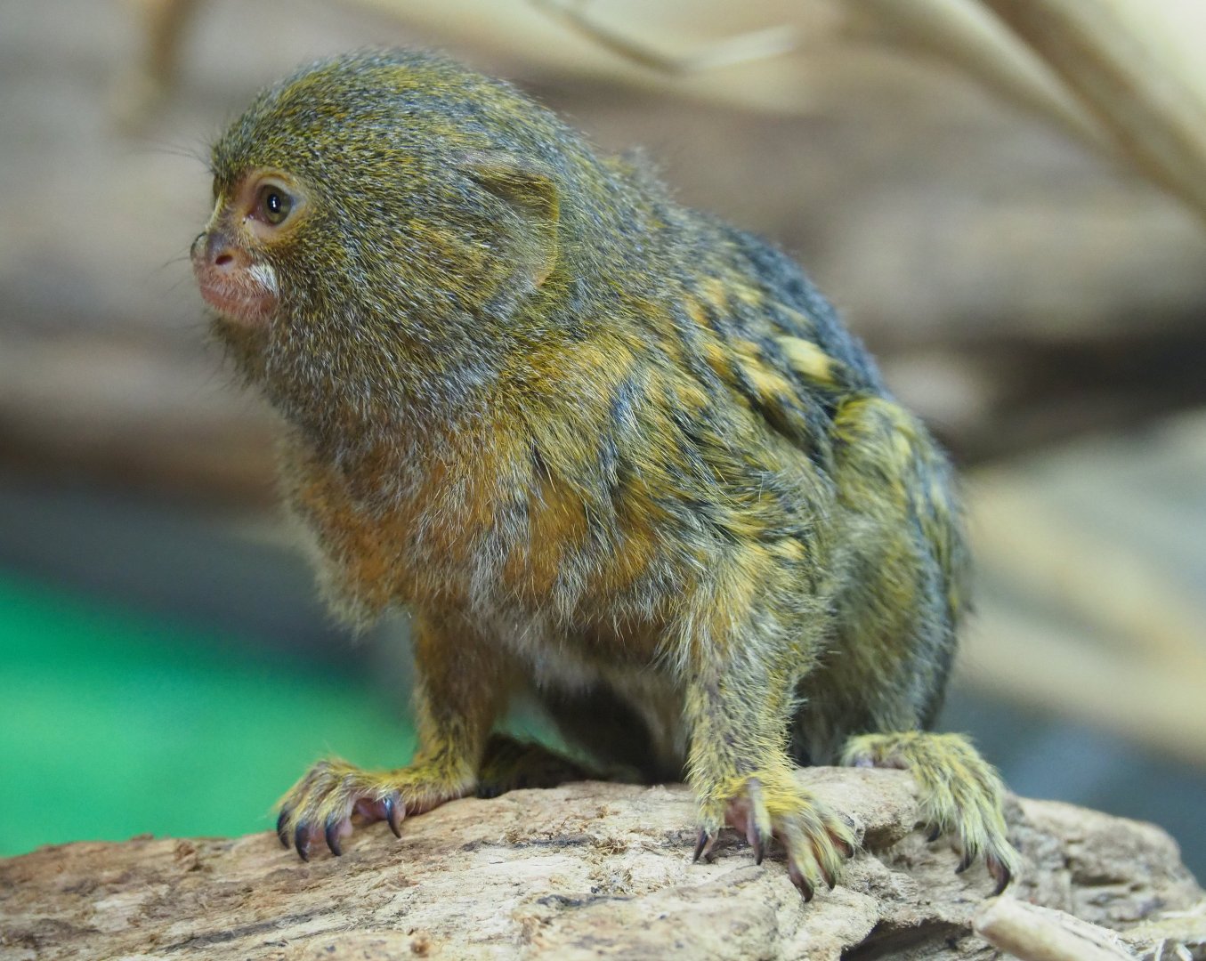 Pygmy marmoset (Cebuella pygmaea), 2019-08-04