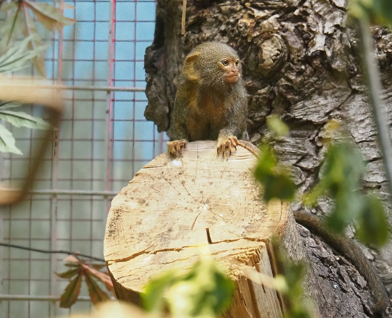 Pygmy marmoset (Cebuella pygmaea), 2023-07-22