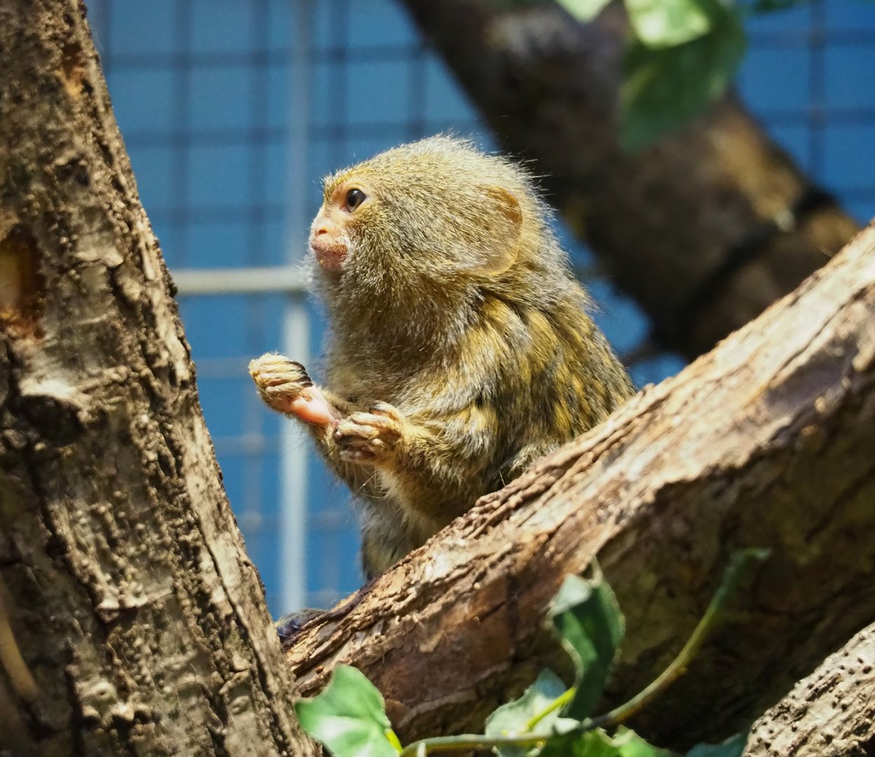 Pygmy marmoset (Cebuella pygmaea), 2024-02-17