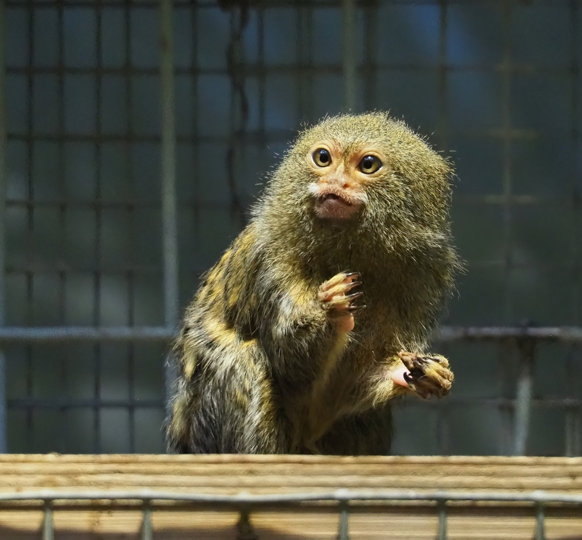 Pygmy marmoset (Cebuella pygmaea), 2024-02-17