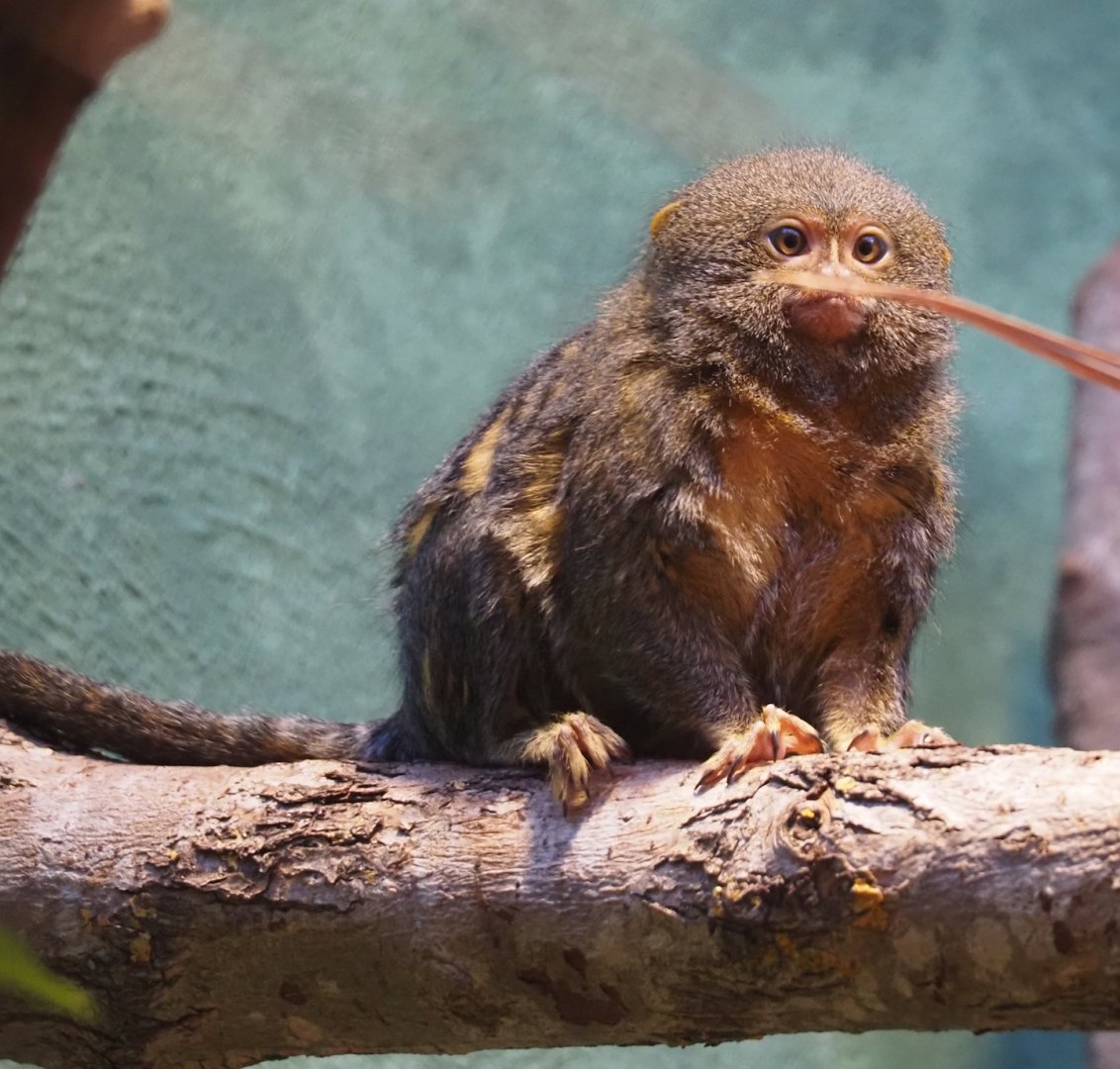 Pygmy marmoset (Cebuella pygmaea), 2024-03-09