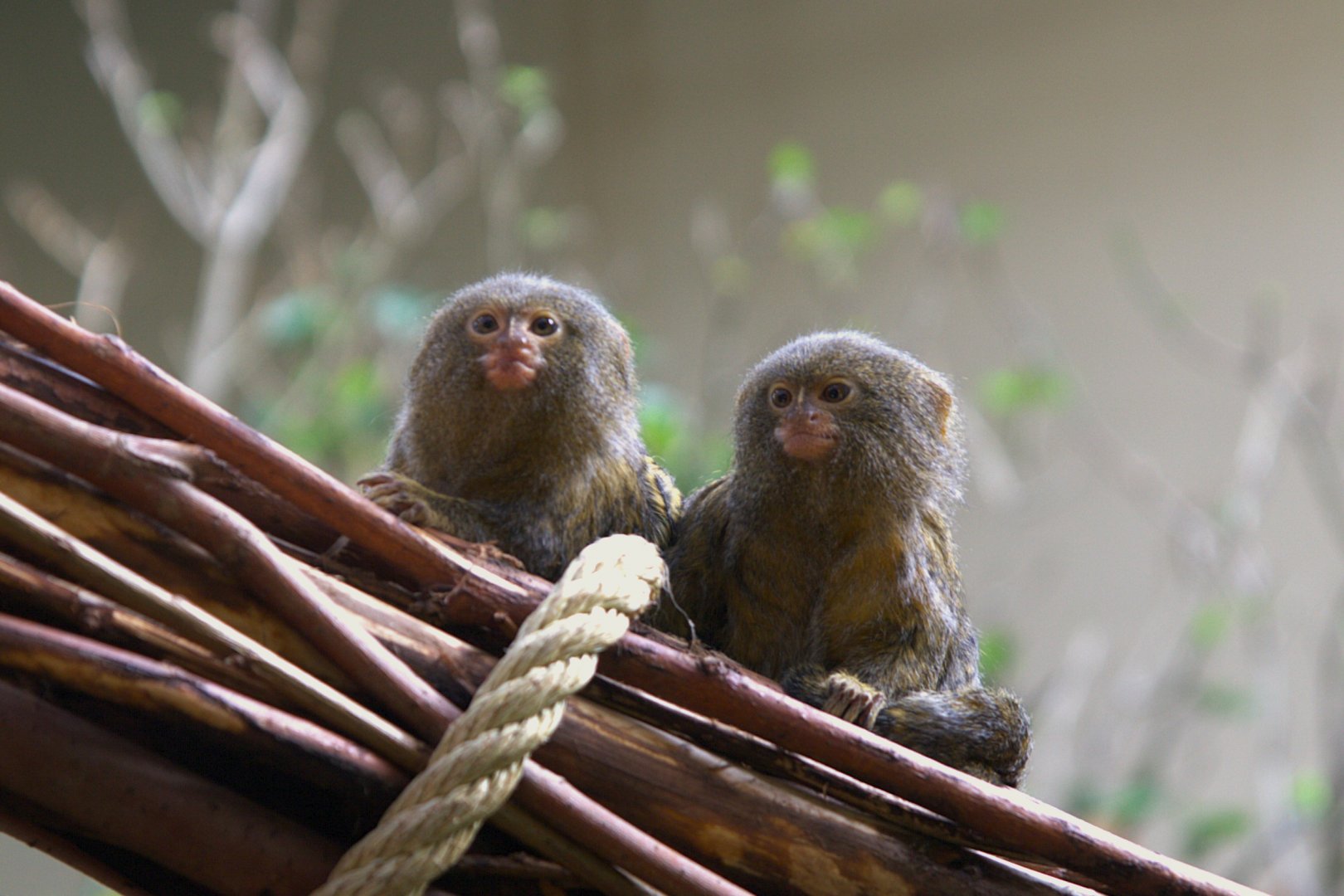 Pygmy Marmoset (Cebuella pygmaea), 27-05-25