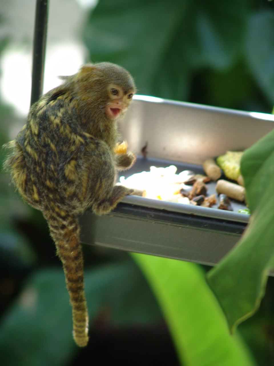 Pygmy marmoset (Cebuella pygmaea) in the renovated Monkey House