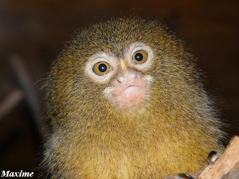 Pygmy Marmoset (Cebuella pygmaea) - Les Sables d'Olonne (France)