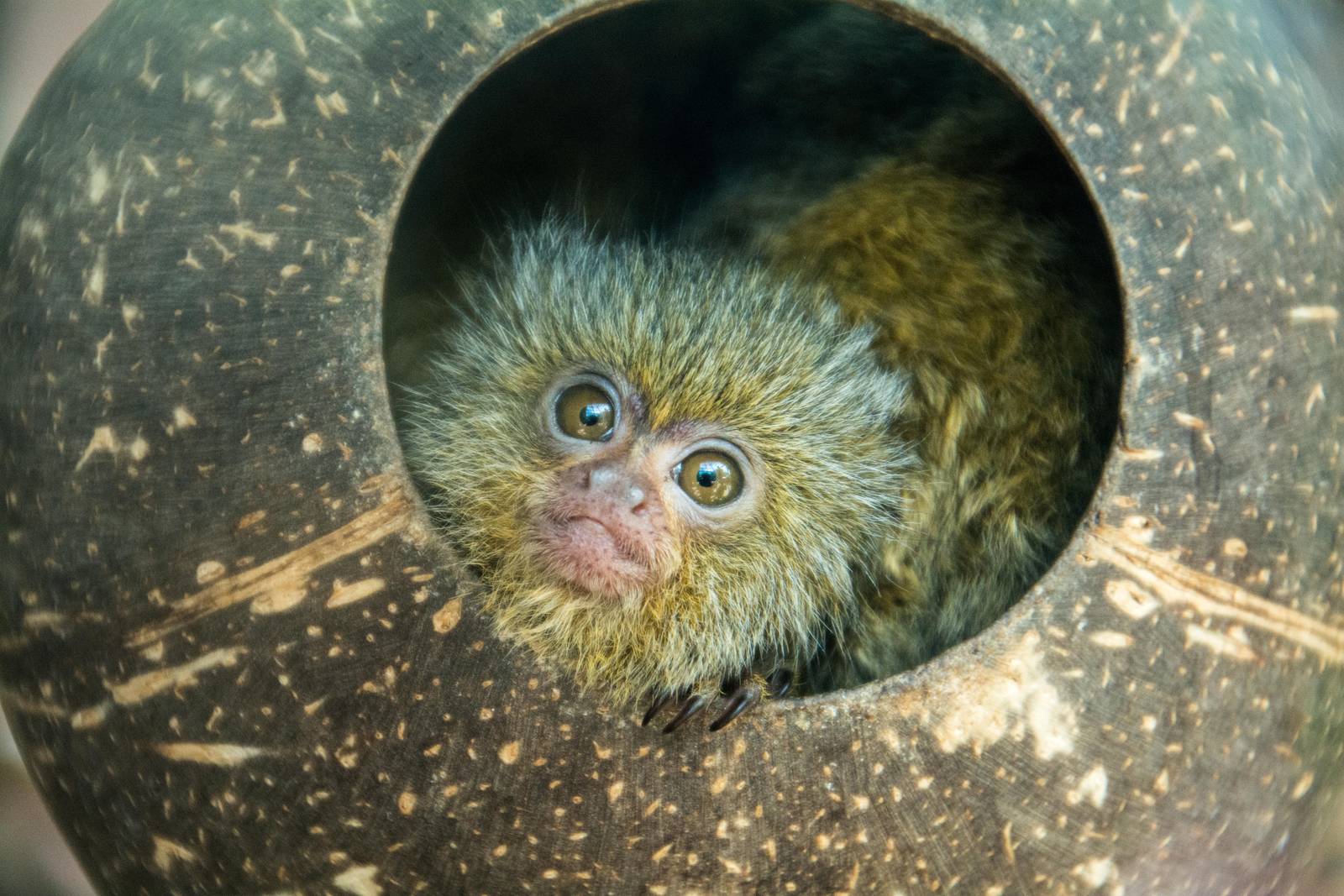 Pygmy Marmoset - Cebuella pygmaea