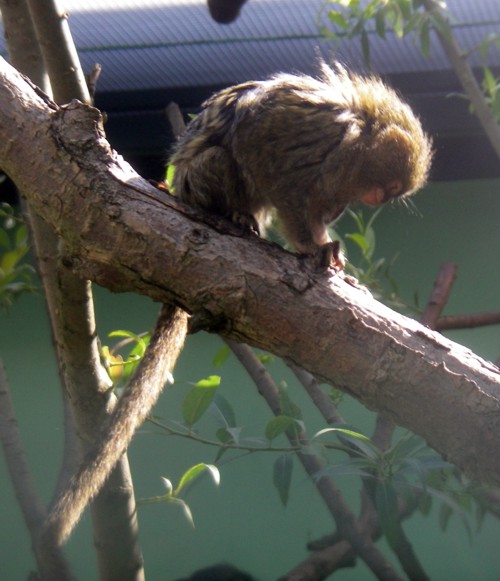 Pygmy Marmoset (Cebuella pygmaea)