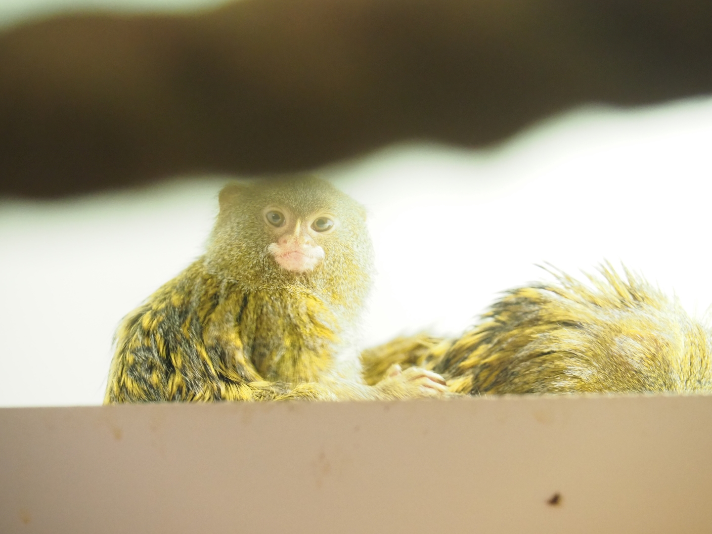 Pygmy marmoset (Cebuella pygmaea)