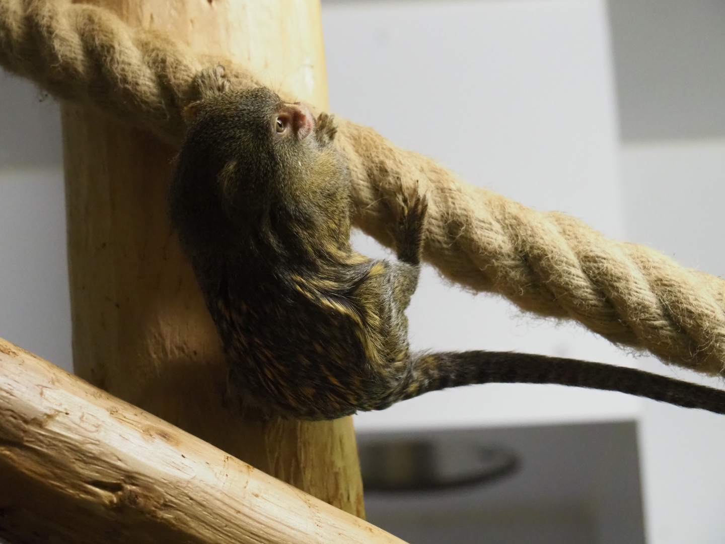 Pygmy marmoset (Cebuella pygmaea)