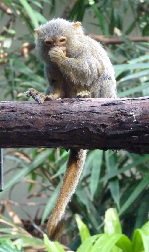 Pygmy marmoset (Cebuella pygmaea)