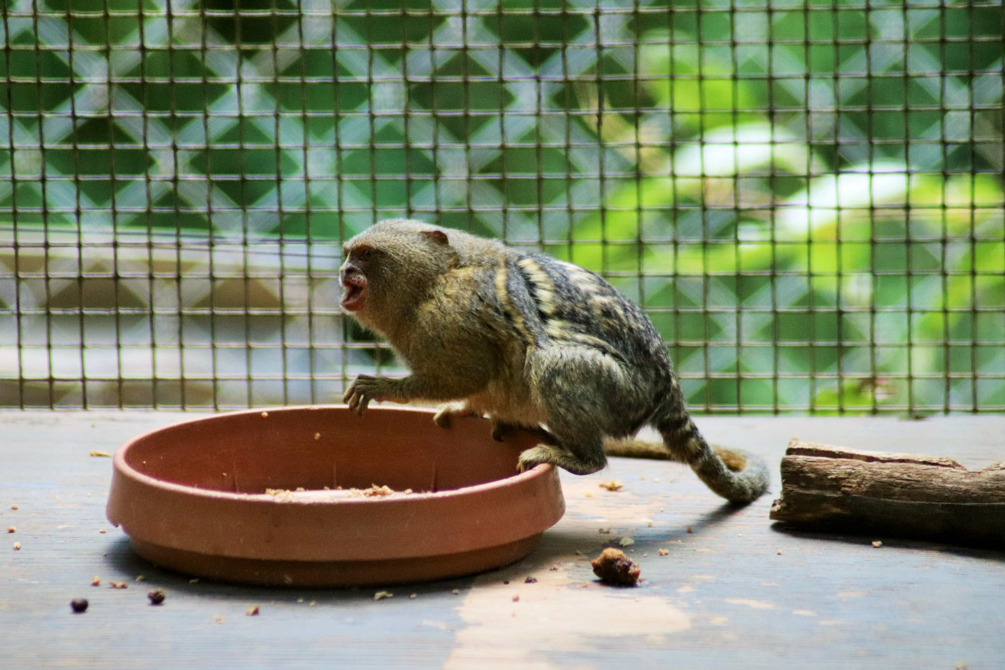 Pygmy Marmoset (Cebuella pygmaea)
