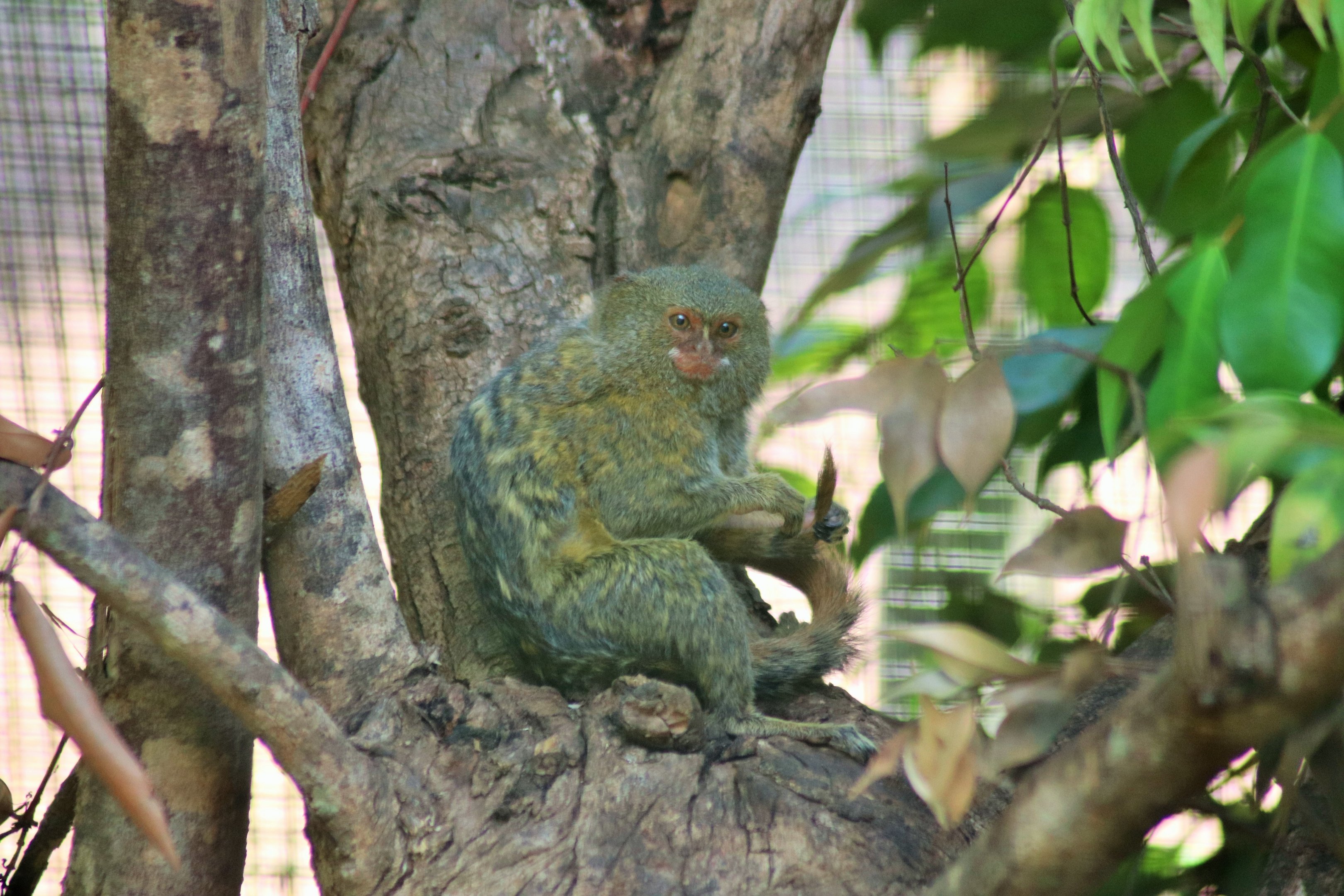 Pygmy Marmoset (Cebuella pygmaea)