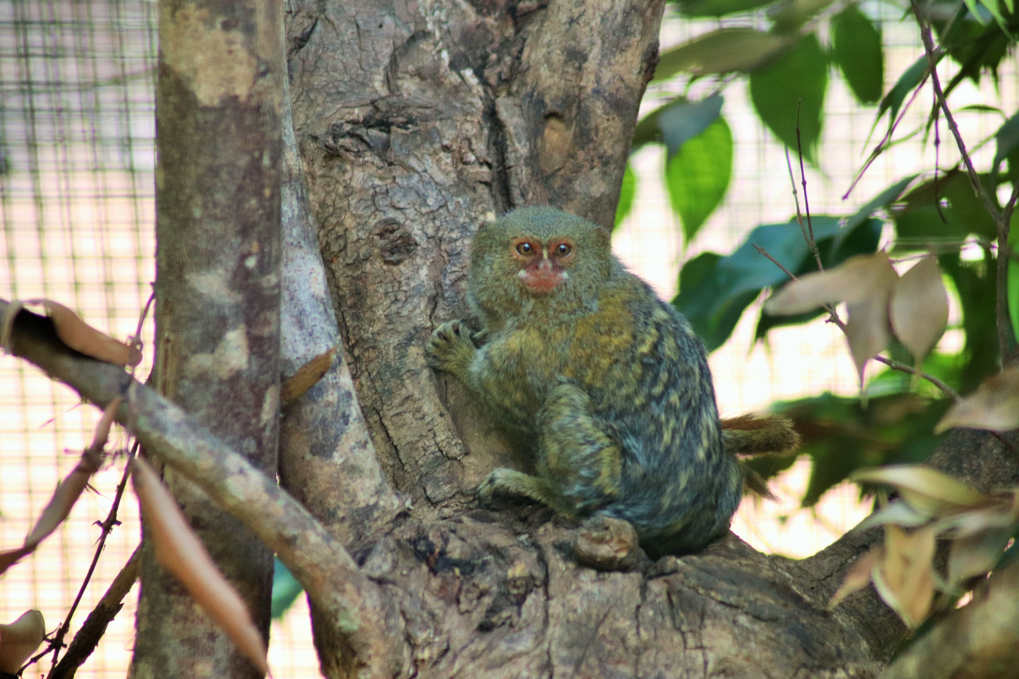 Pygmy Marmoset (Cebuella pygmaea)