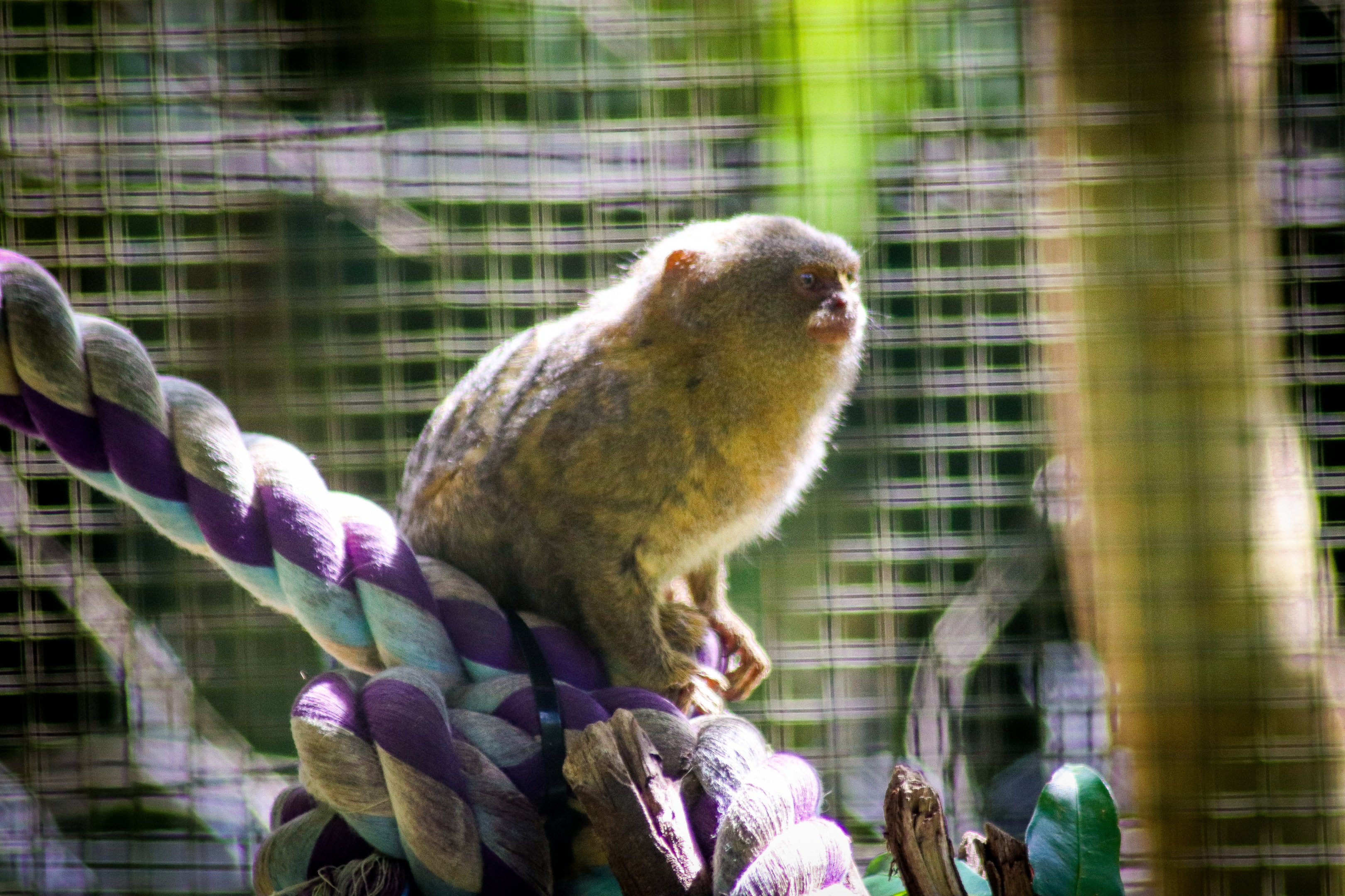 Pygmy Marmoset (Cebuella pygmaea)