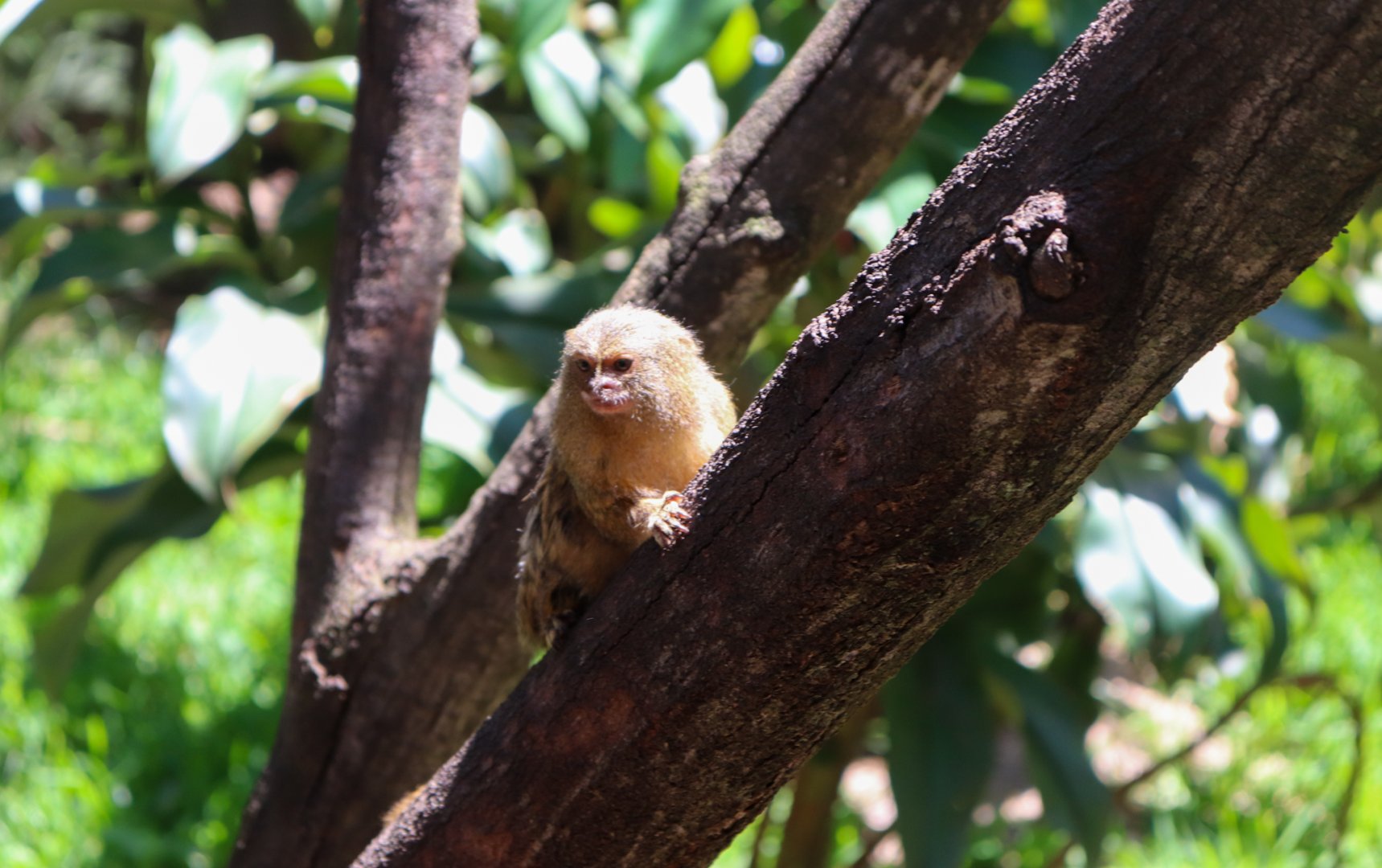 Pygmy Marmoset (Cebuella pygmaea)