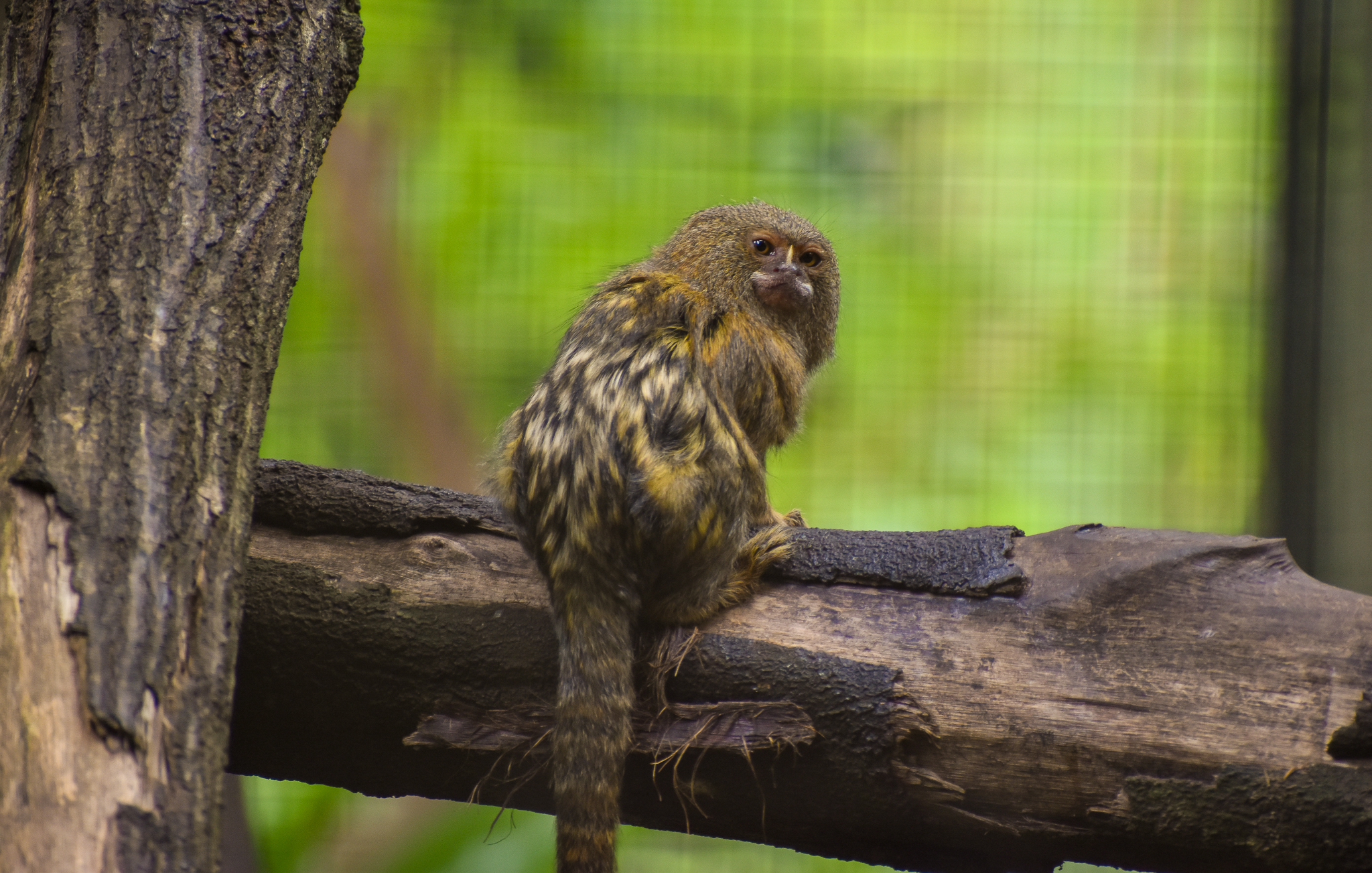Pygmy Marmoset (Cebuella pygmaea)