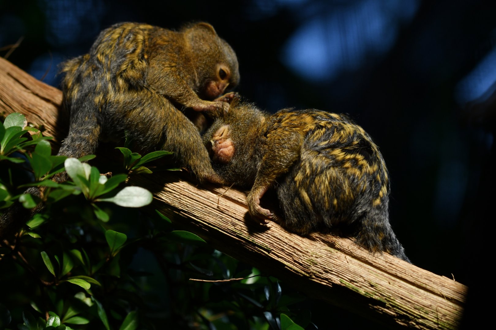 Pygmy marmoset (Cebuella pygmaea)