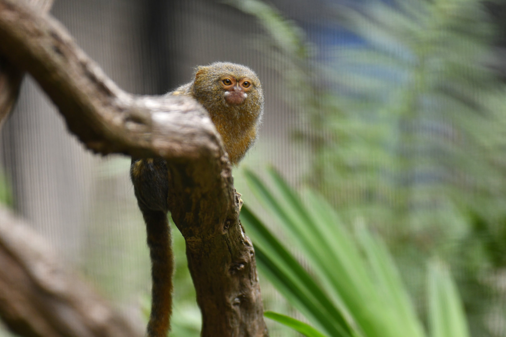 Pygmy Marmoset (Cebuella pygmaea)