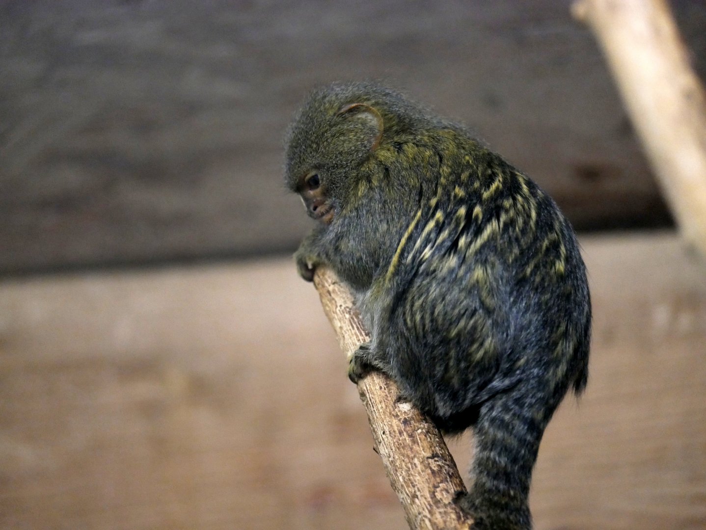Pygmy marmoset (Cebuella pygmaea)