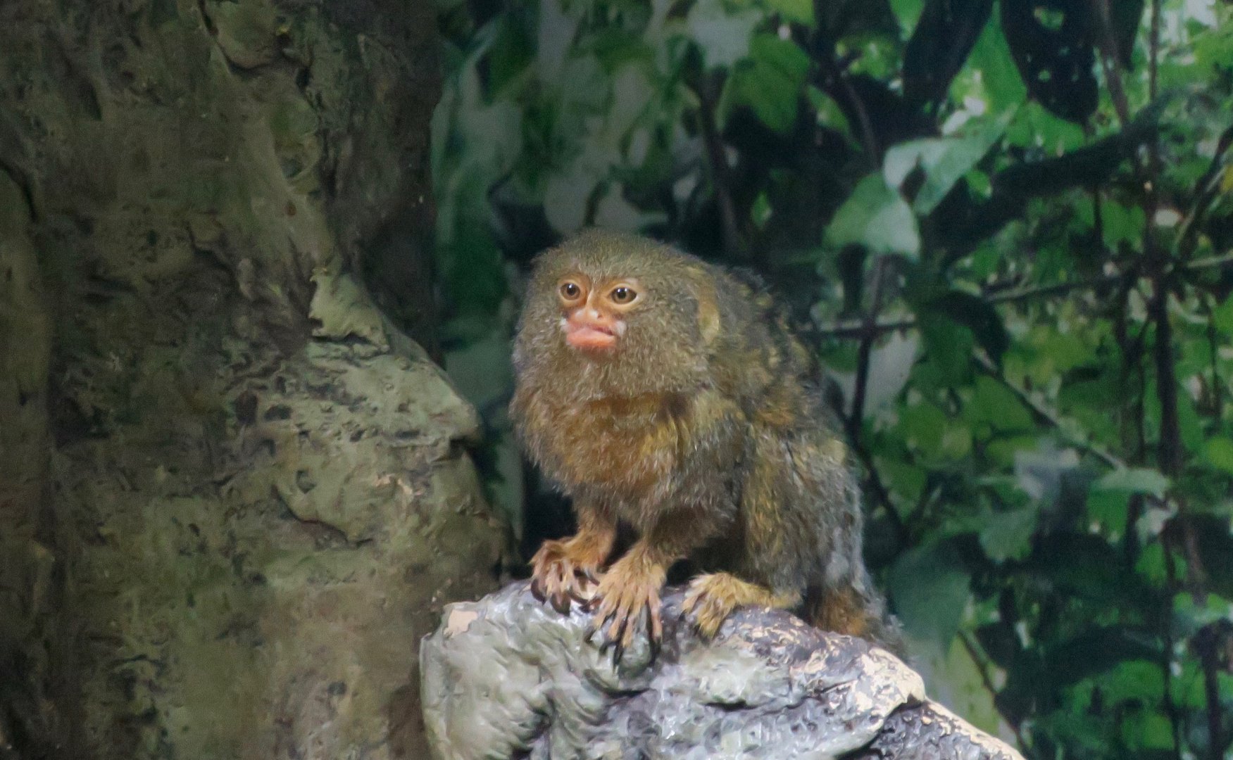 Pygmy Marmoset (Cebuella sp.) "Pacal"