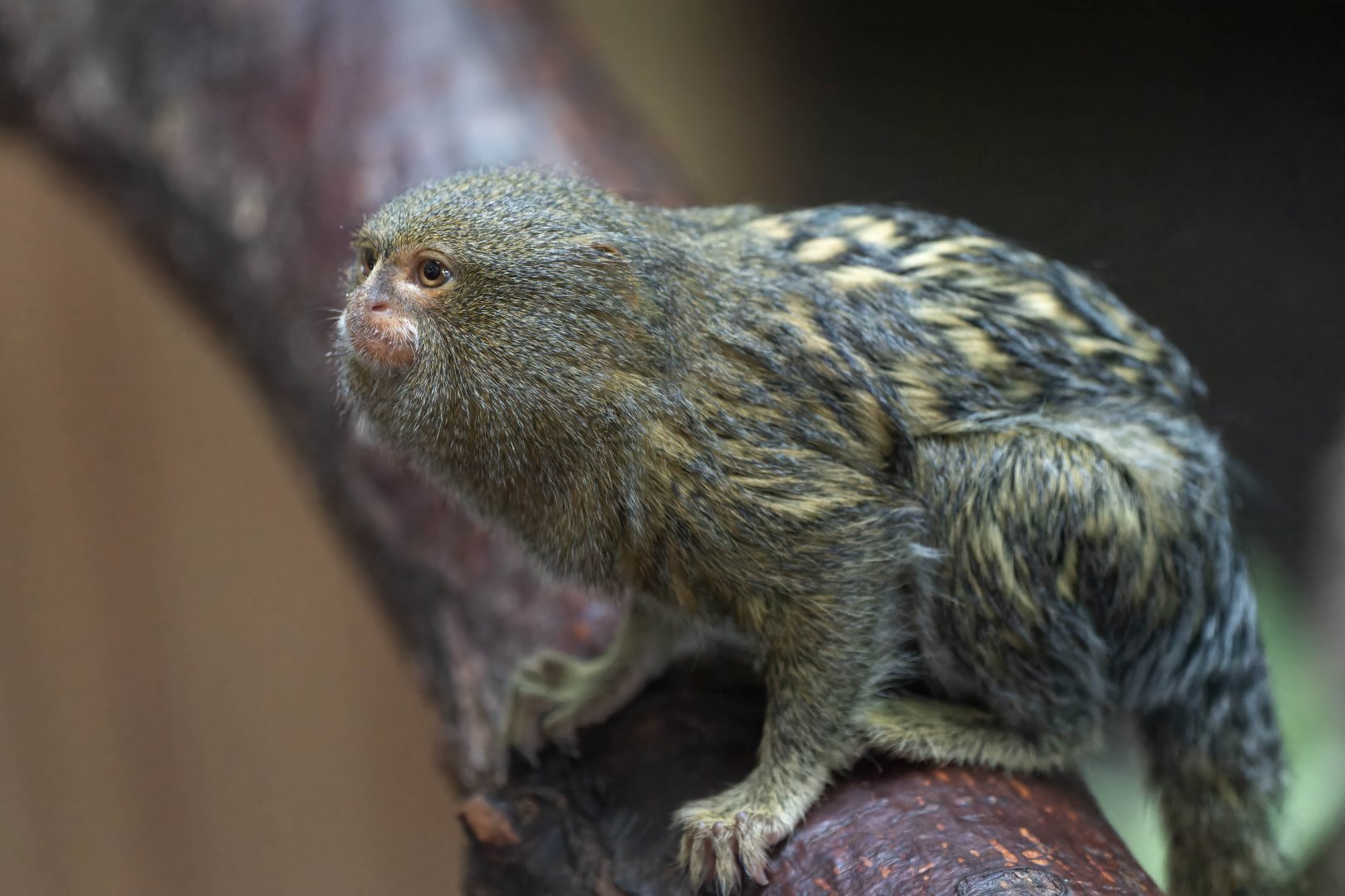 Pygmy marmoset, Colchester zoo, UK