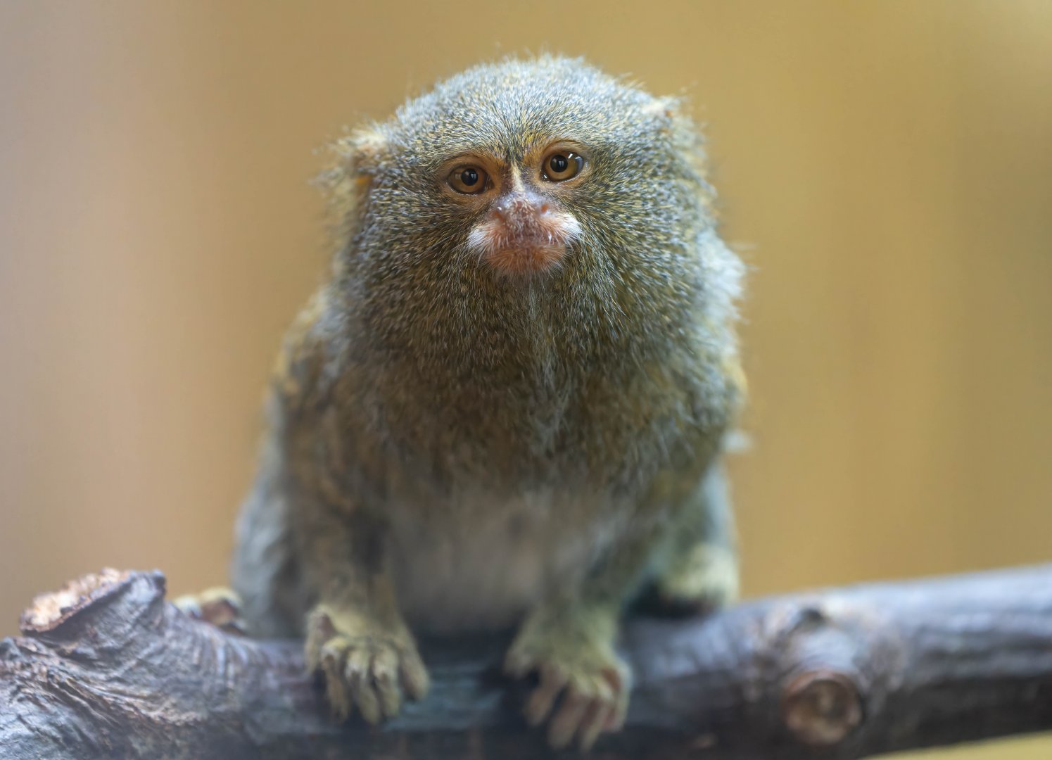 Pygmy marmoset, Colchester zoo, UK