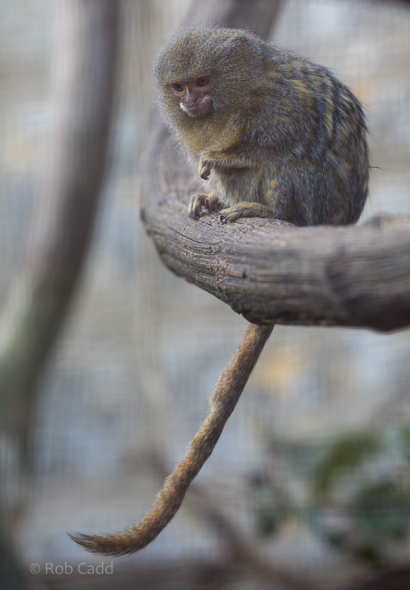 Pygmy marmoset : Cotswold WP : 20 Oct 2015