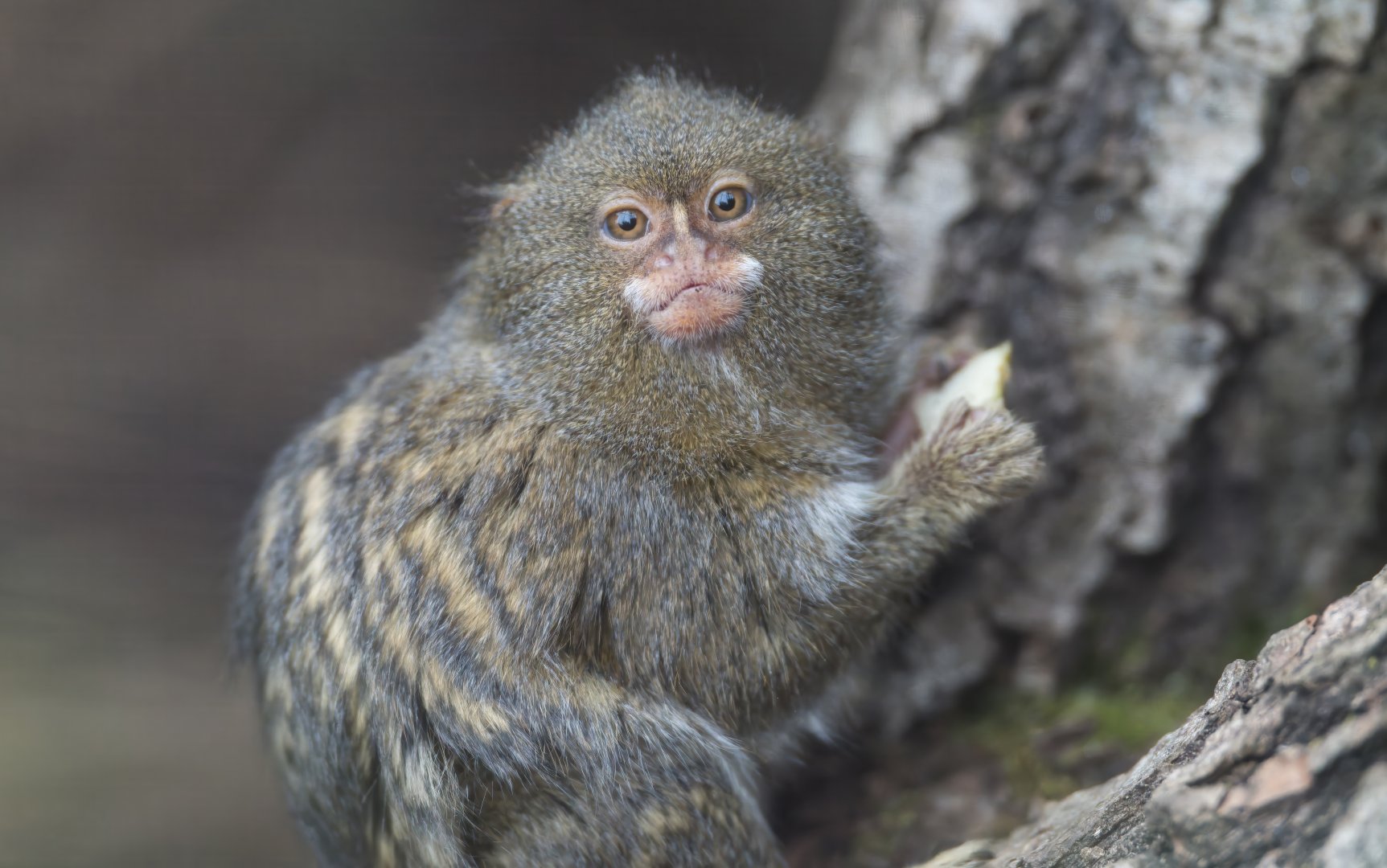 Pygmy Marmoset, CWP, UK
