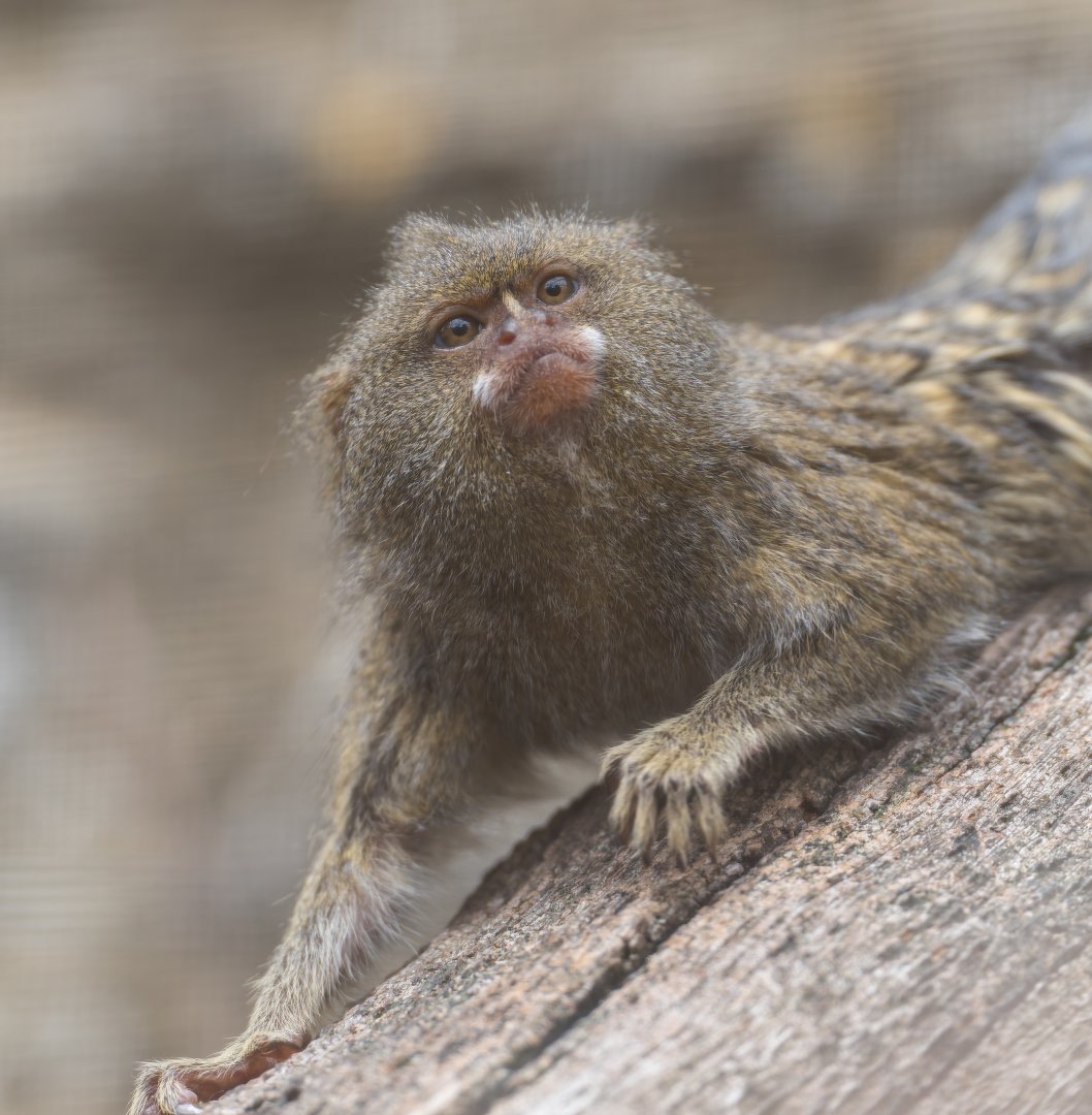 Pygmy Marmoset, CWP, UK